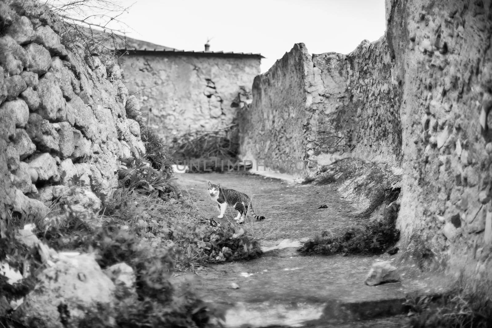 View of the cat in the rural street, Leonforte