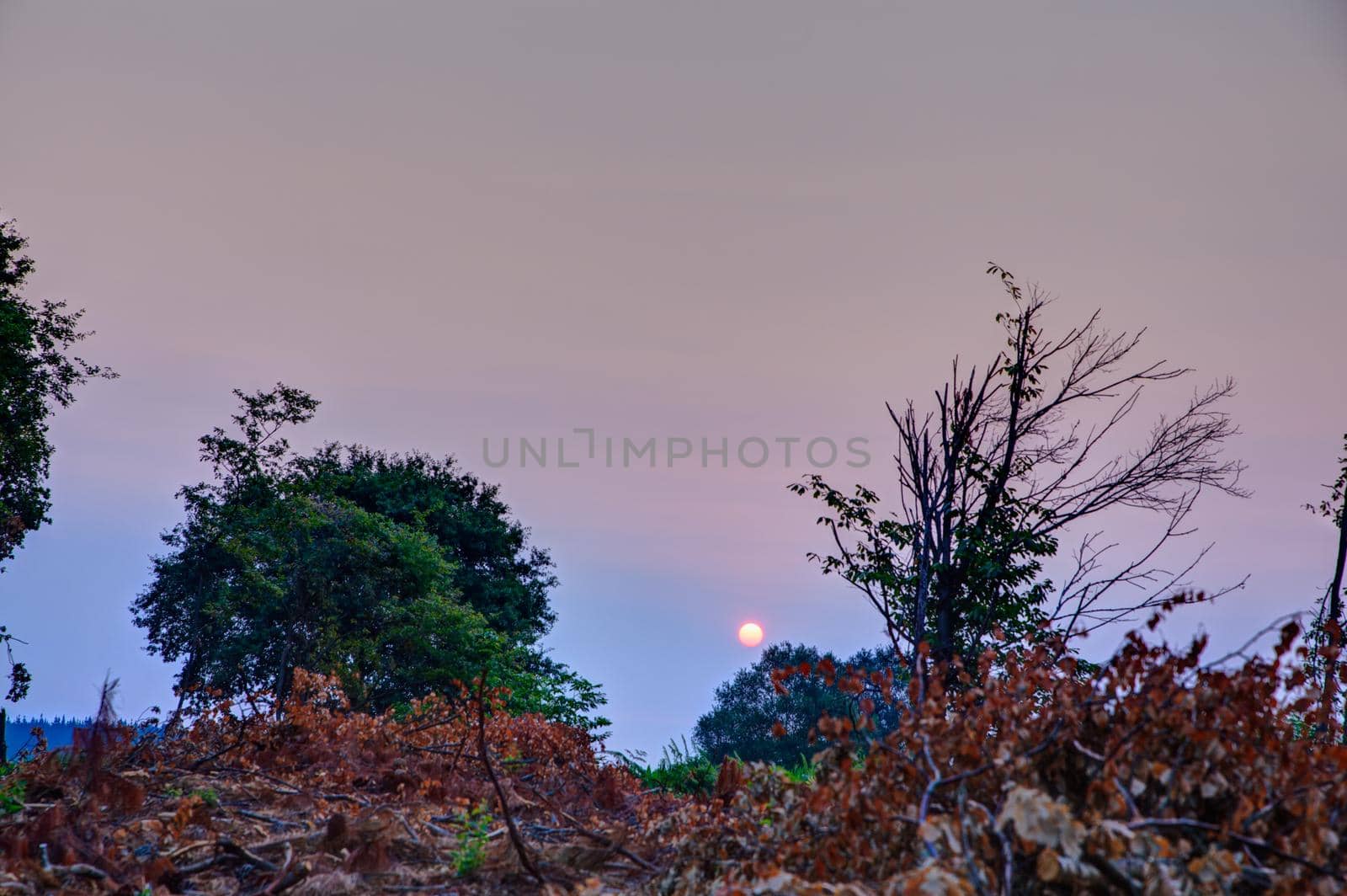 Dried leaves on the field at sunrise