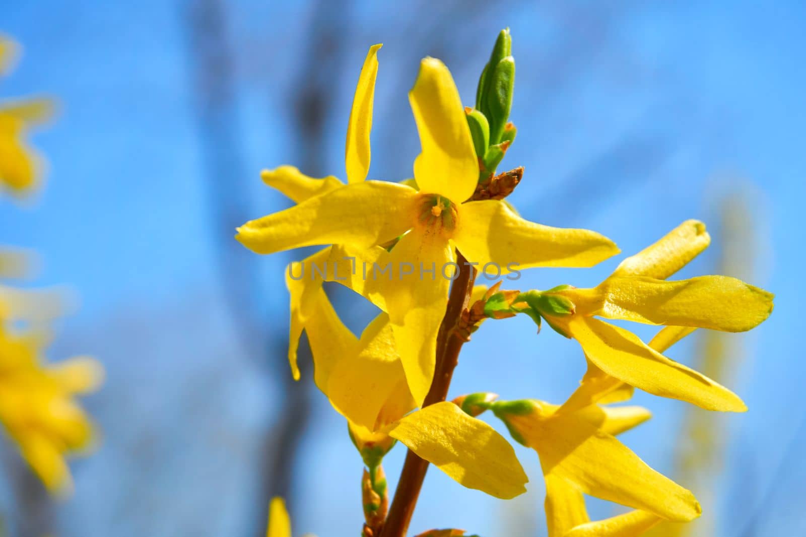 Blooming tender branch with Forsythia europaea shrub yellow flowers and blue sky by jovani68