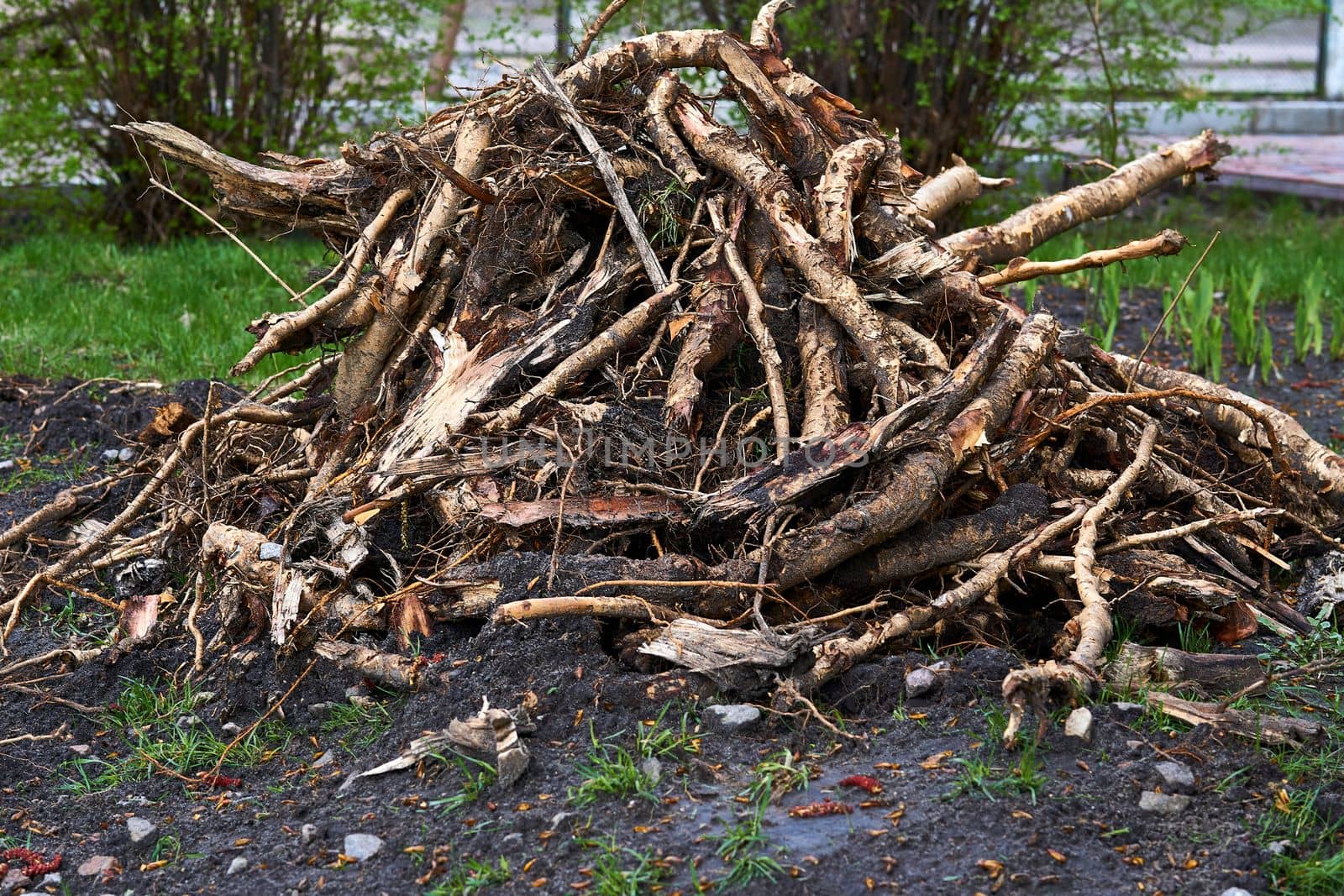 the part of a plant which attaches it to the ground or to a support, typically underground. A pile of garbage, roots, remains of trees after spring cleaning on a garden plot