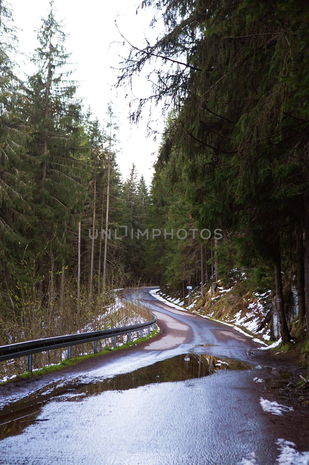 The road in the forest among the dense forest, Christmas trees, pine trees. Snow lies. A wonderful time for hiking, traveling, adventure.