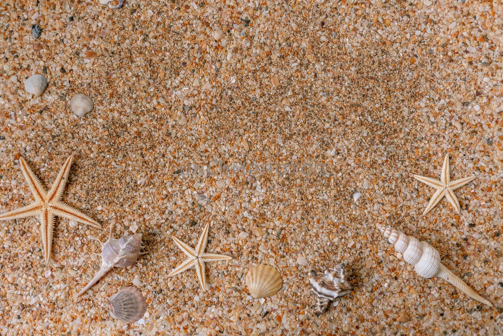 Sand shells background. Summer time concept with sea shells and starfish on the sand.