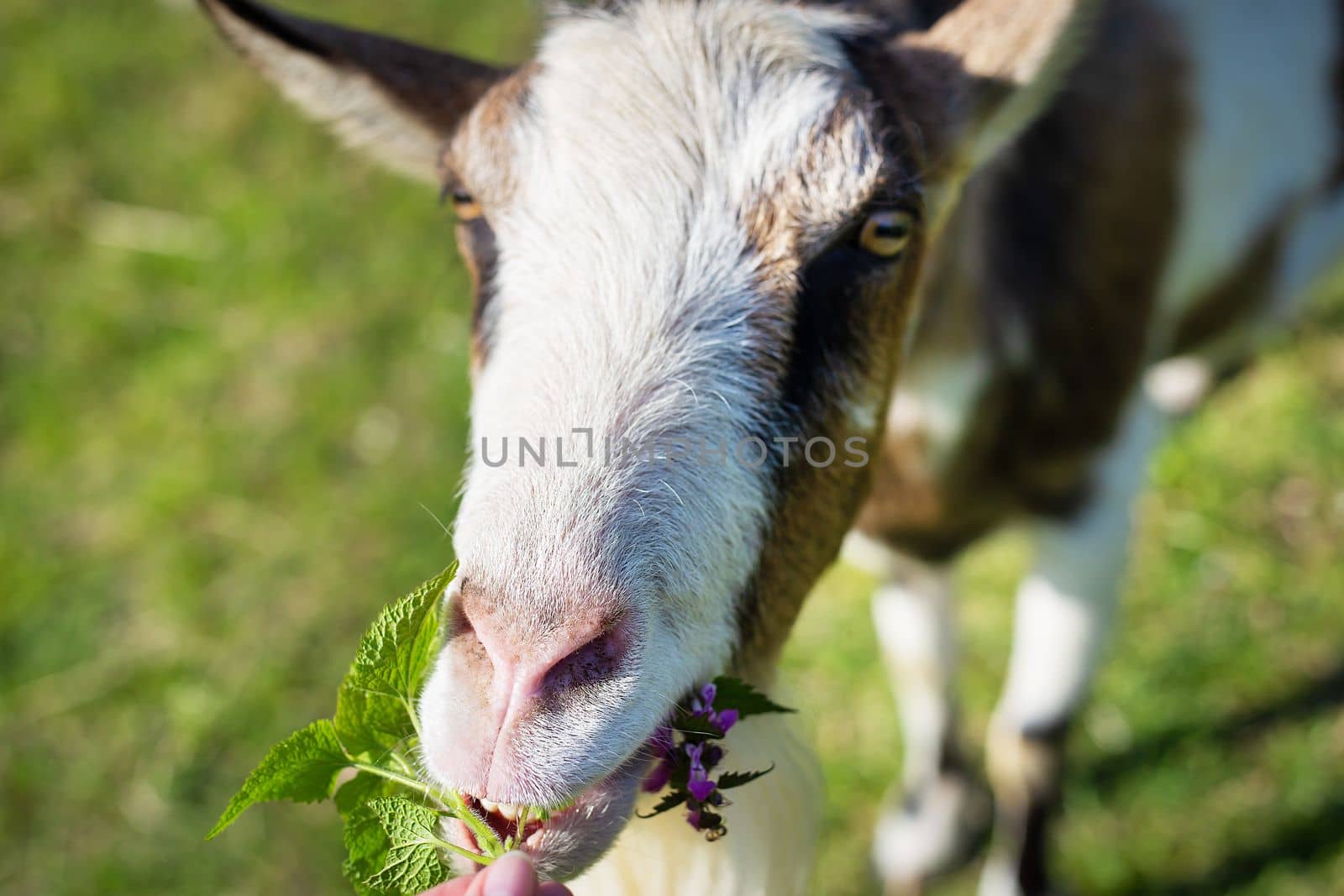 The goat looks into the camera, the goat stands among the green field, grazing the animal. Rural economy. Close-up