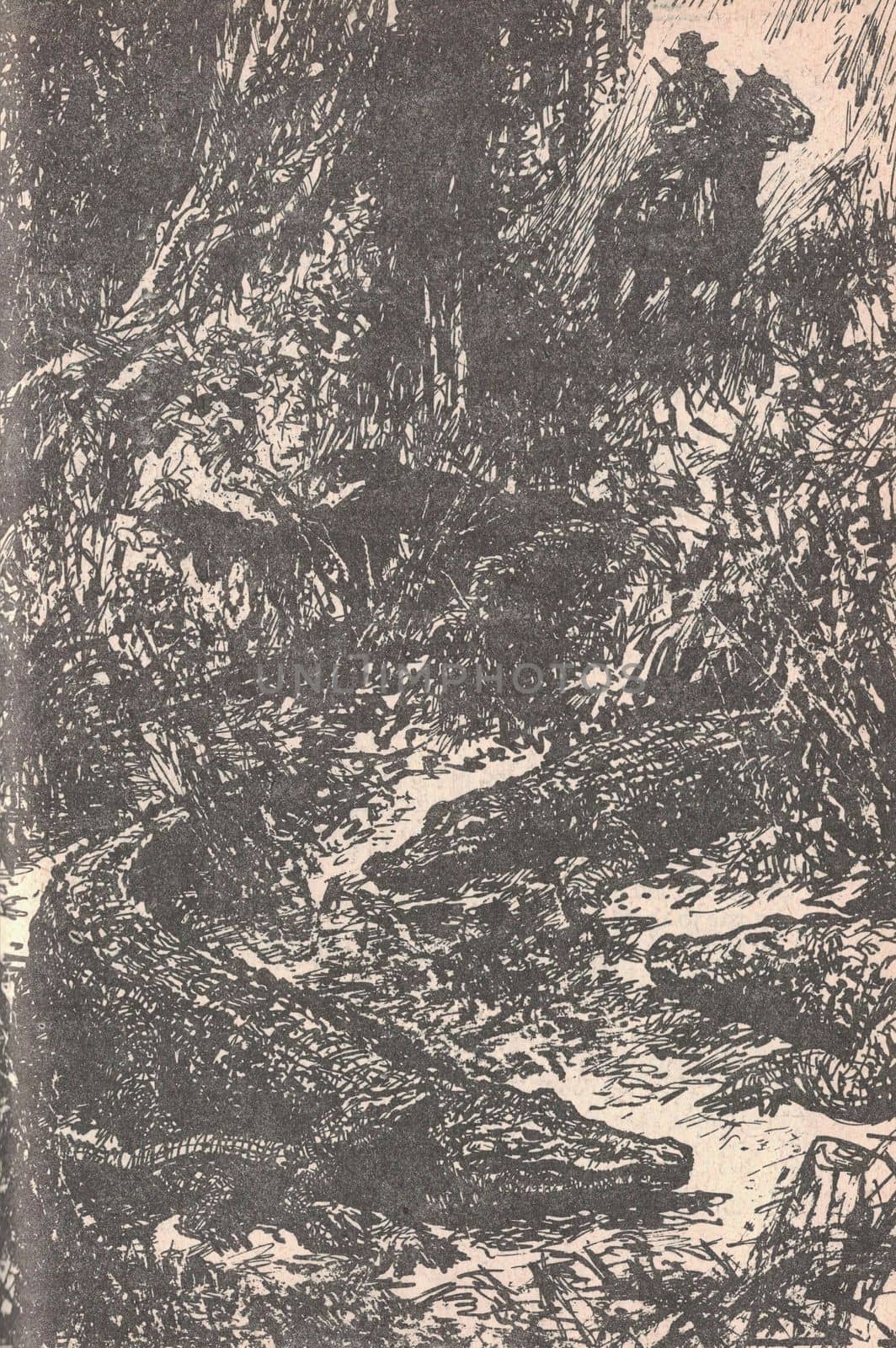Black and white illustration shows a man on horseback in a jungle full of crocodiles. Drawing shows a South American rainforest. Vintage black and white picture shows adventure life in the previous century. Life in the 19th century.
