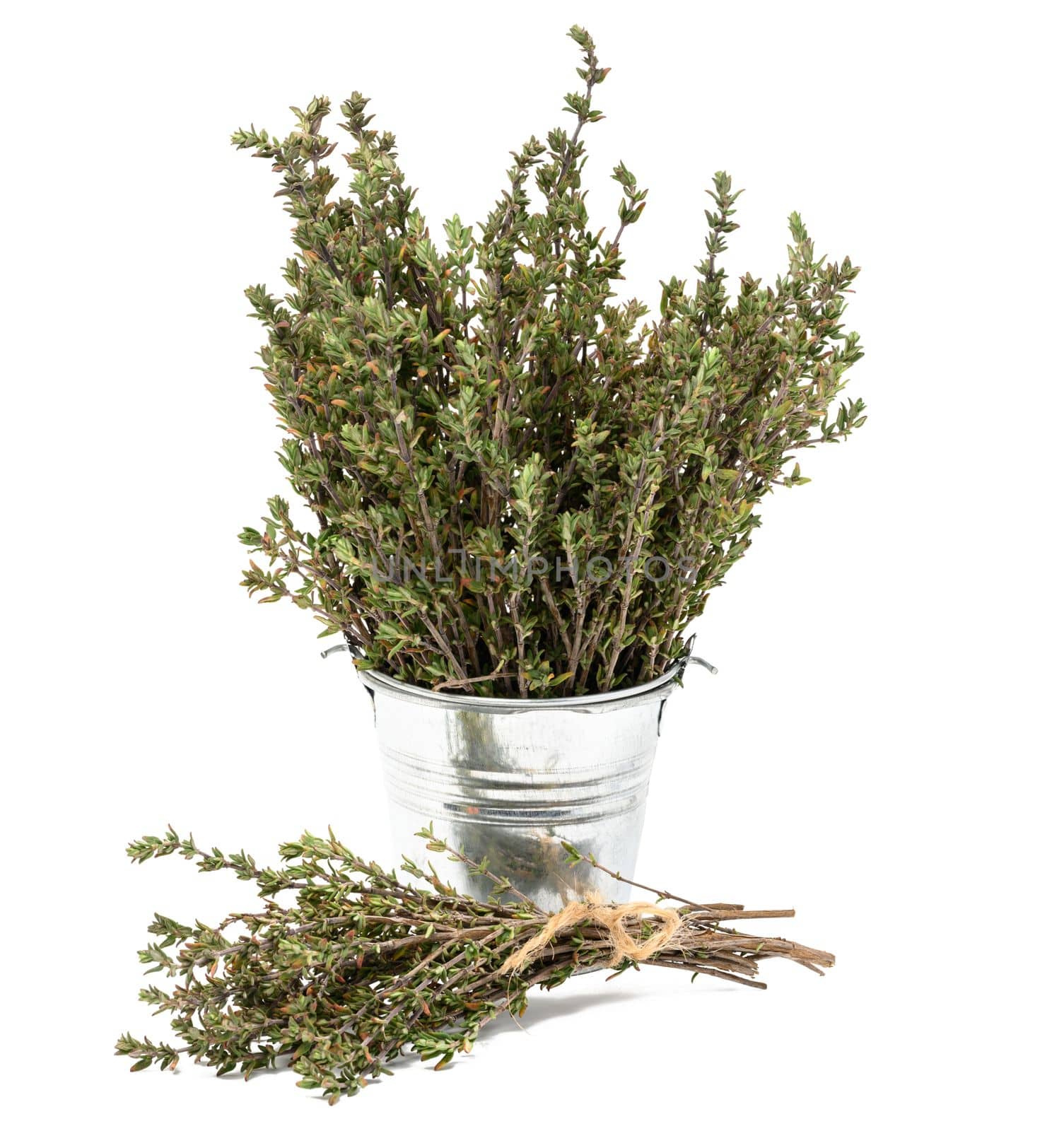 Thyme branches in a metal bucket on a white isolated background