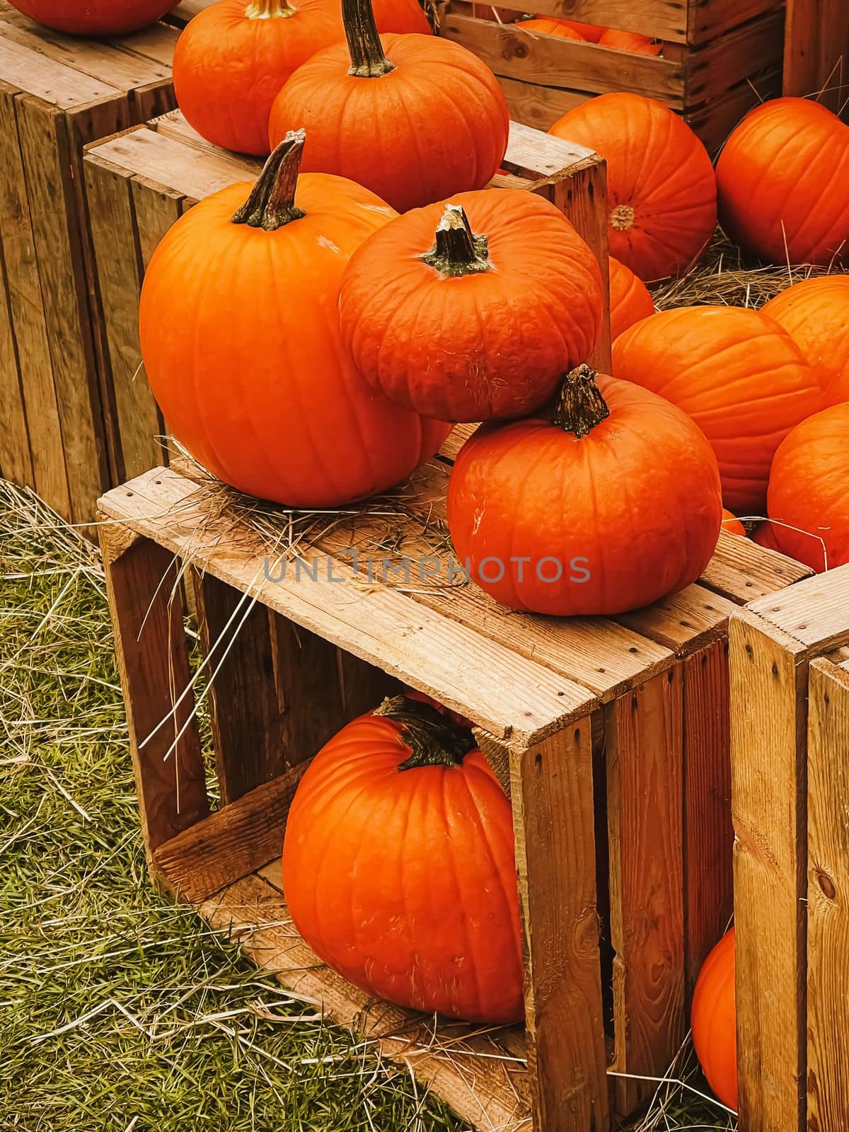 Halloween pumpkins and holiday decoration in autumn season rural field, pumpkin harvest and seasonal agriculture, outdoors in nature scene