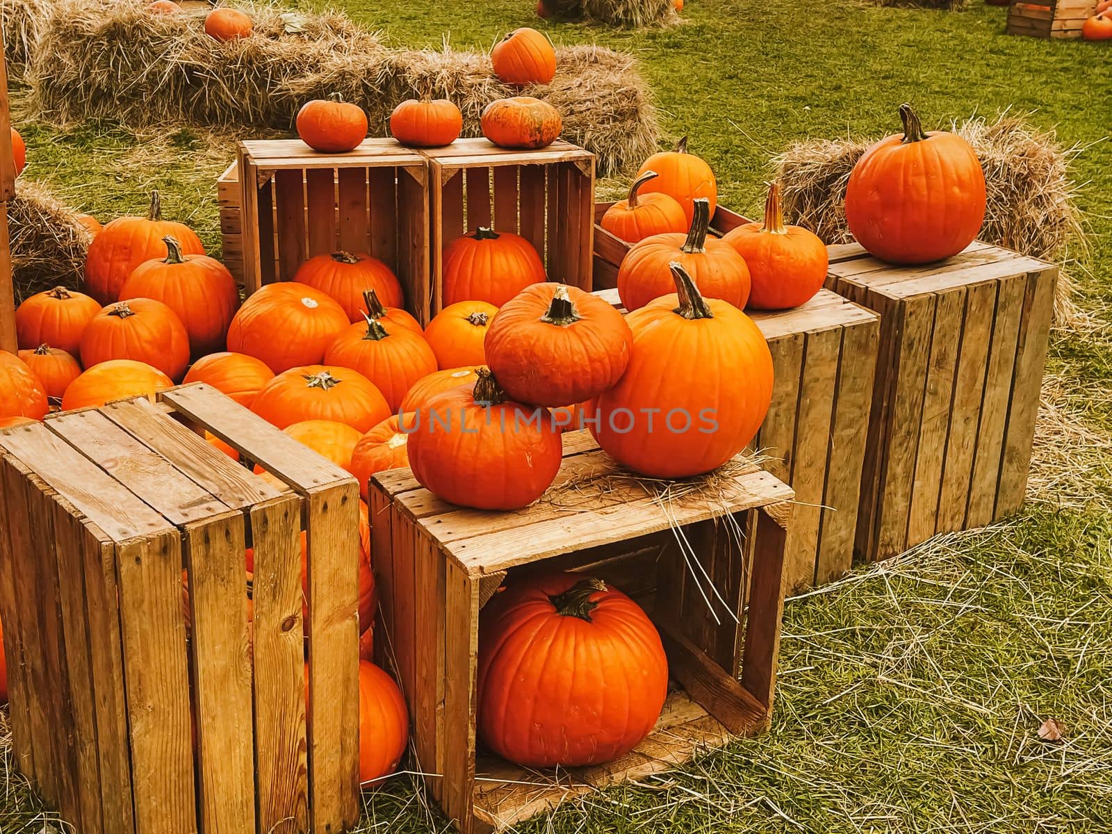 Halloween pumpkins and holiday decoration in autumn season rural field, pumpkin harvest and seasonal agriculture, outdoors in nature scene