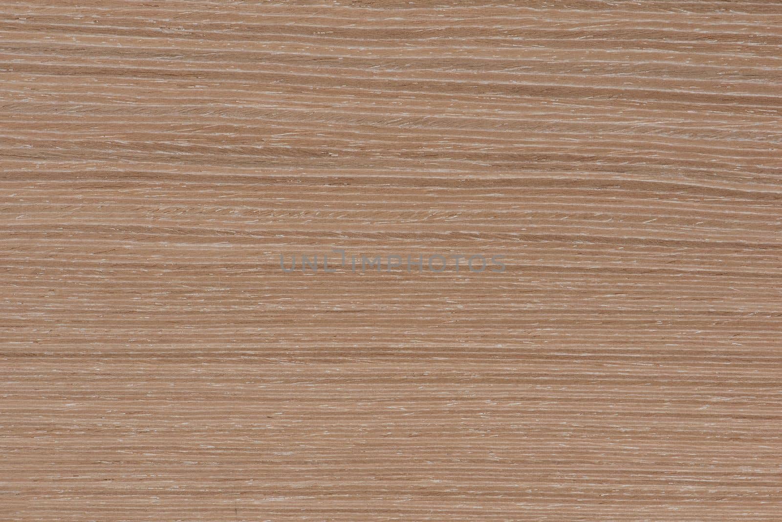 Natural oak texture. Wood texture. Oak board for furniture production. Untreated plank of young oak with fine texture in light color by SERSOL