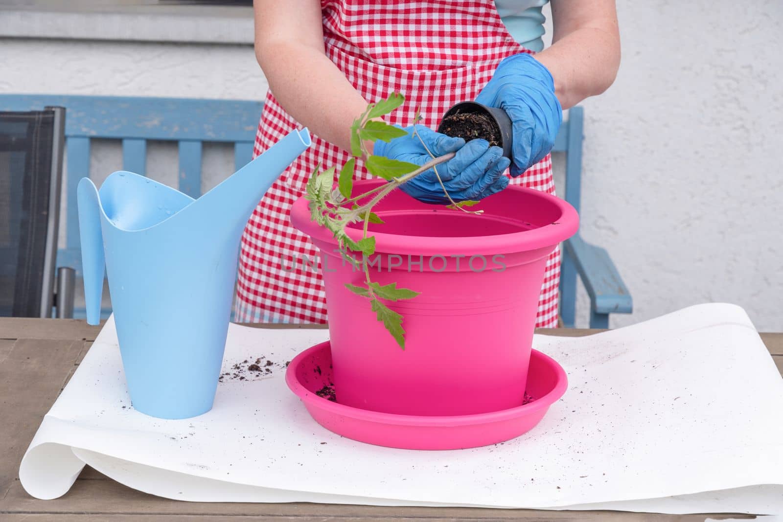 a woman gardener in gloves transplants seedlings of tomatoes into large pots, seasonal spring work in the home garden, high quality photo