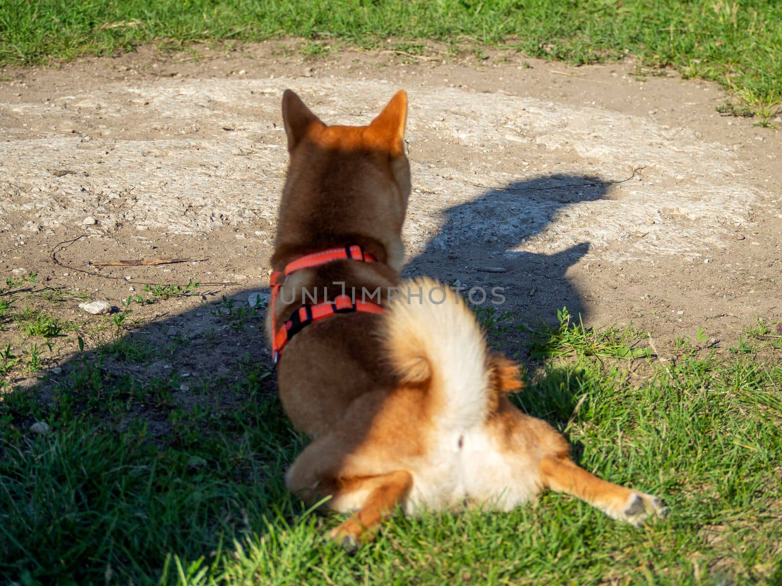 Shiba Inu plays on the dog playground in the park. Cute dog of shiba inu breed walking at nature in summer. walking outside.