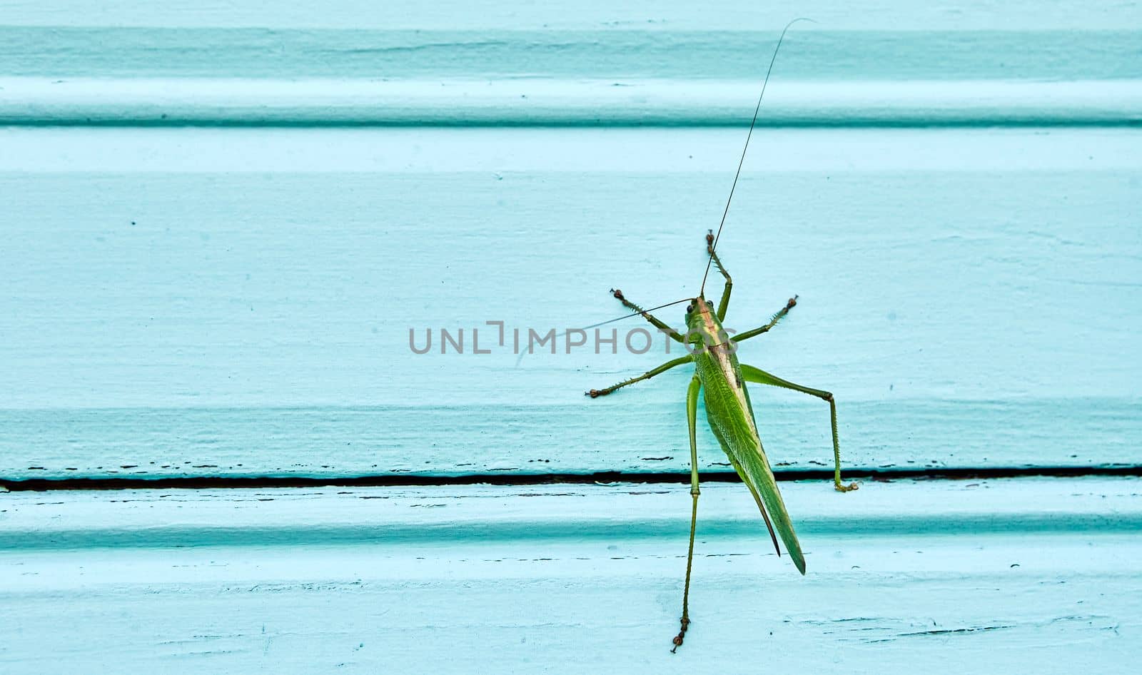 A close-up of a green locust sits on the wall of a house. Locusts are crawling to the top.