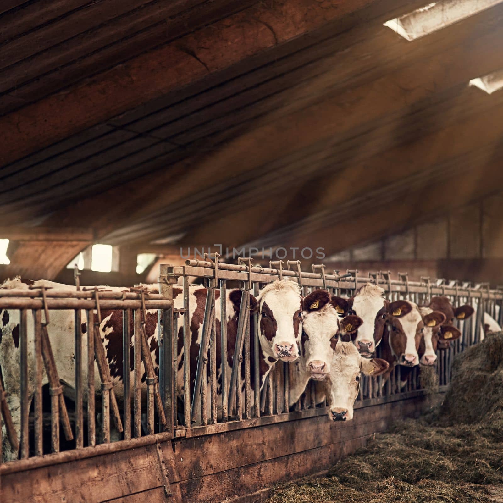 We love the farm life. a group of cows standing inside a pen in a barn. by YuriArcurs