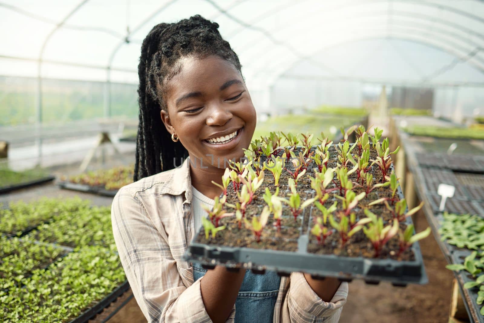 Young farmer carrying plants. Happy farmer checking her plants. African american farmer working in her greenhouse garden. Farmer working in her garden. Happy farmer holding a tray of plants.