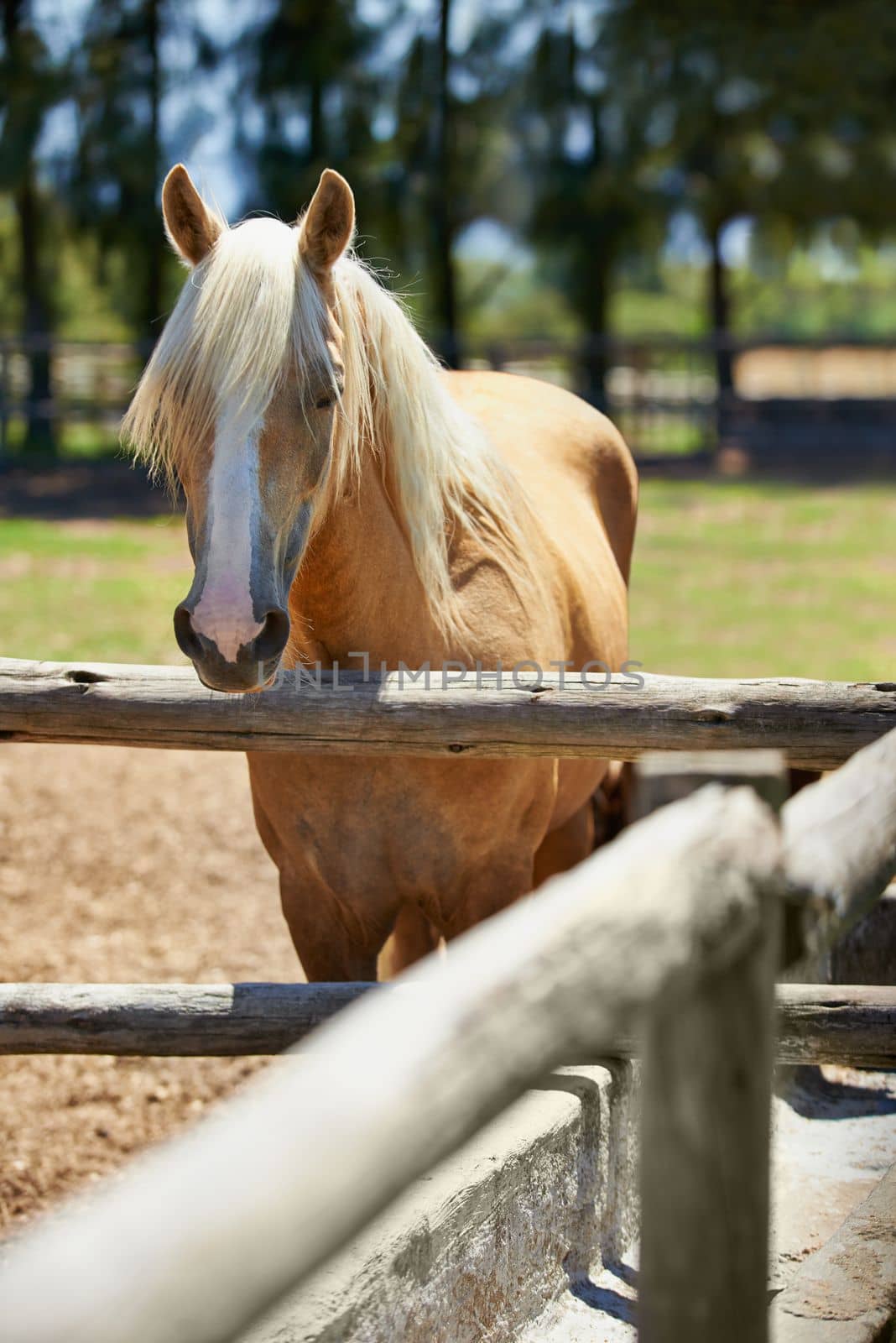 Is that food I see. a palomino horse standing in a fenced off padock. by YuriArcurs