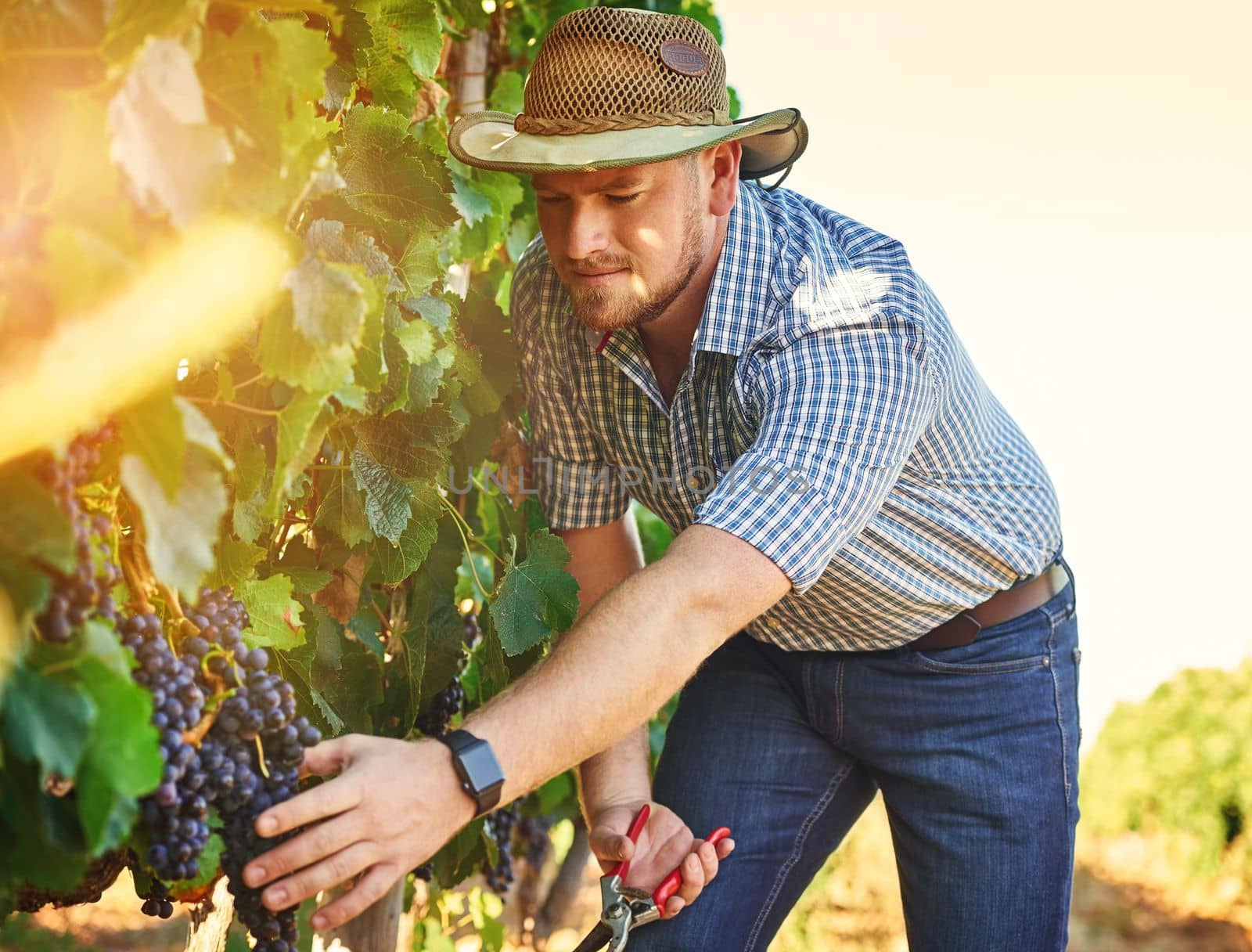 It took me a while to perfect my grape growing system. a farmer harvesting grapes