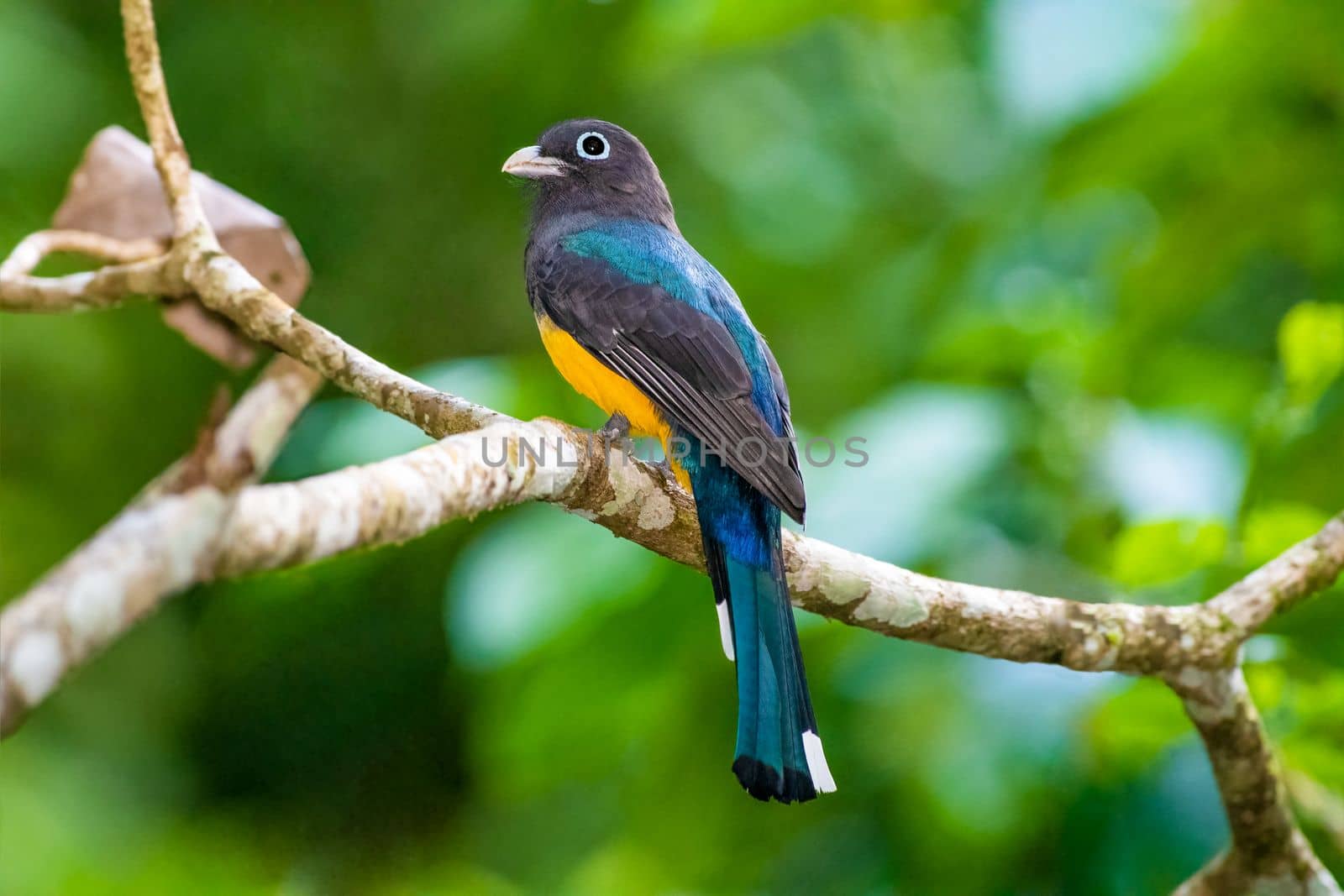 Black Headed Trogon perched on a tree in Guatemala