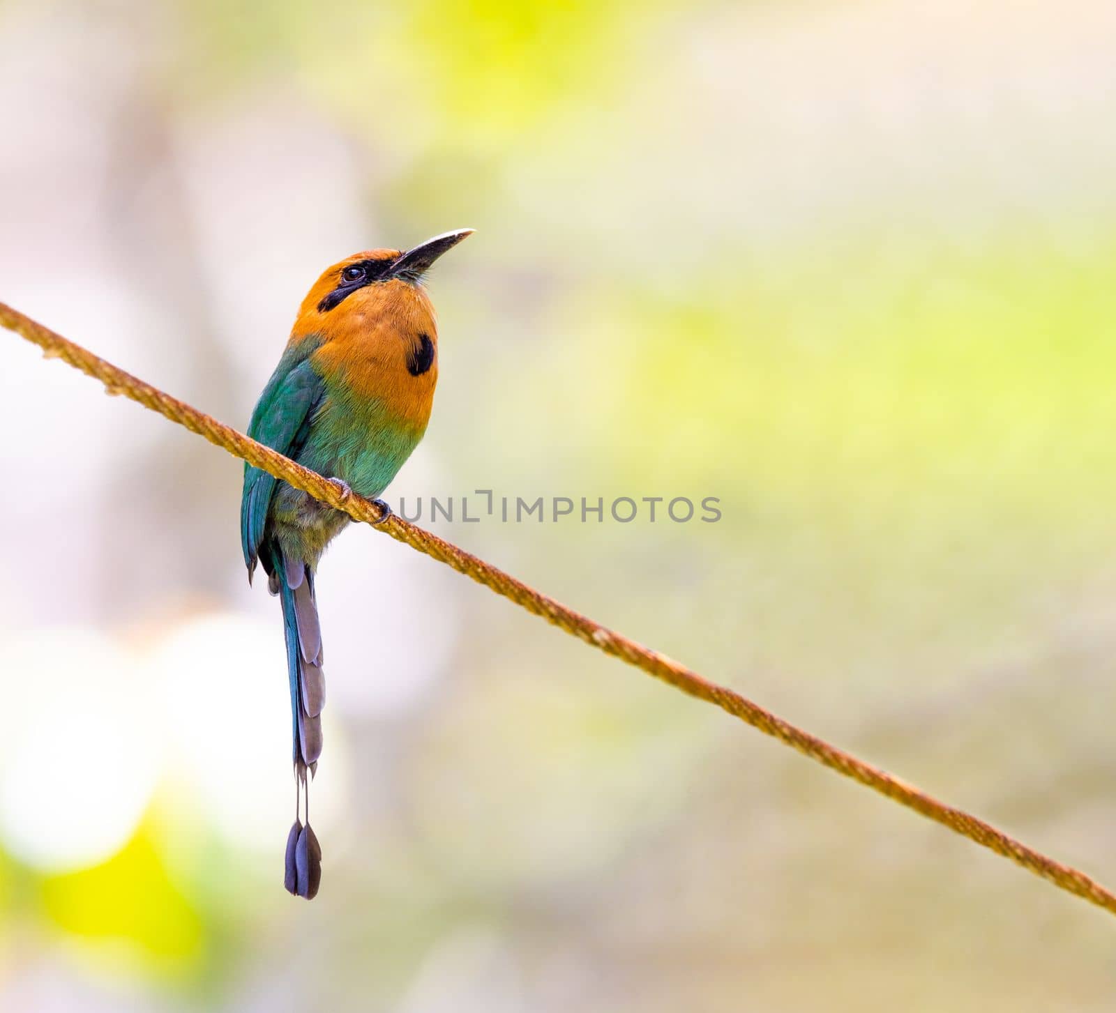Broad Billed Motmot perched on a power line in Panama