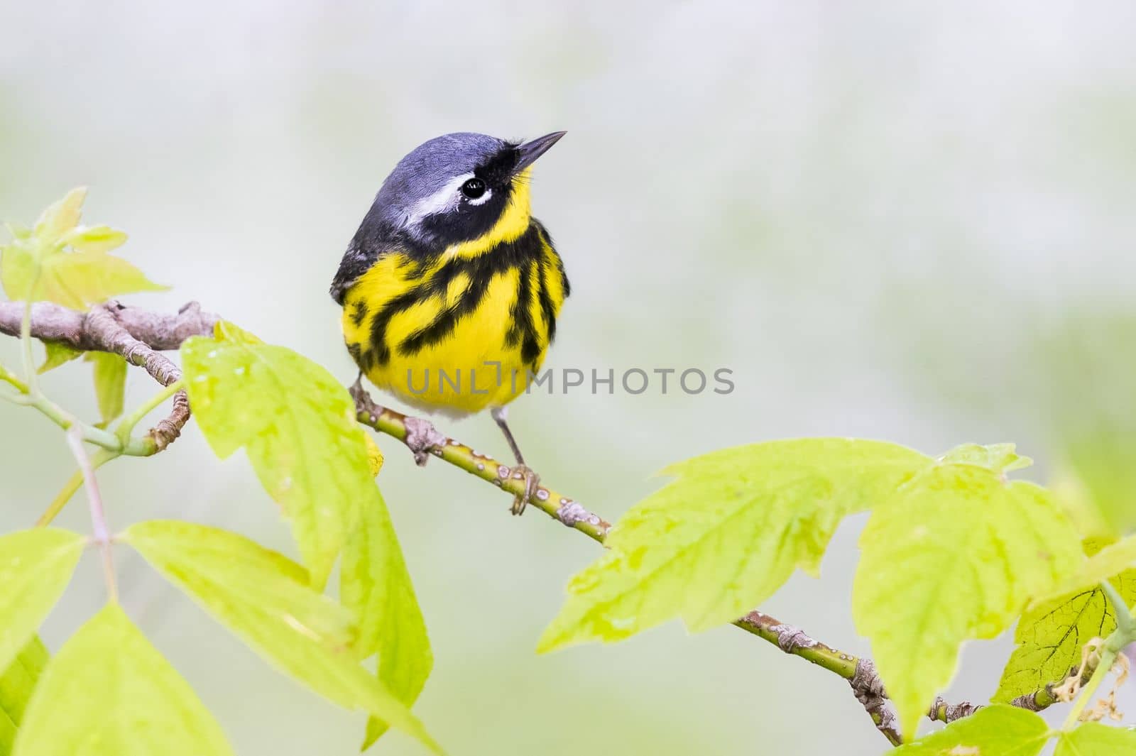 Magnolia warbler perched on a branch in Ohio