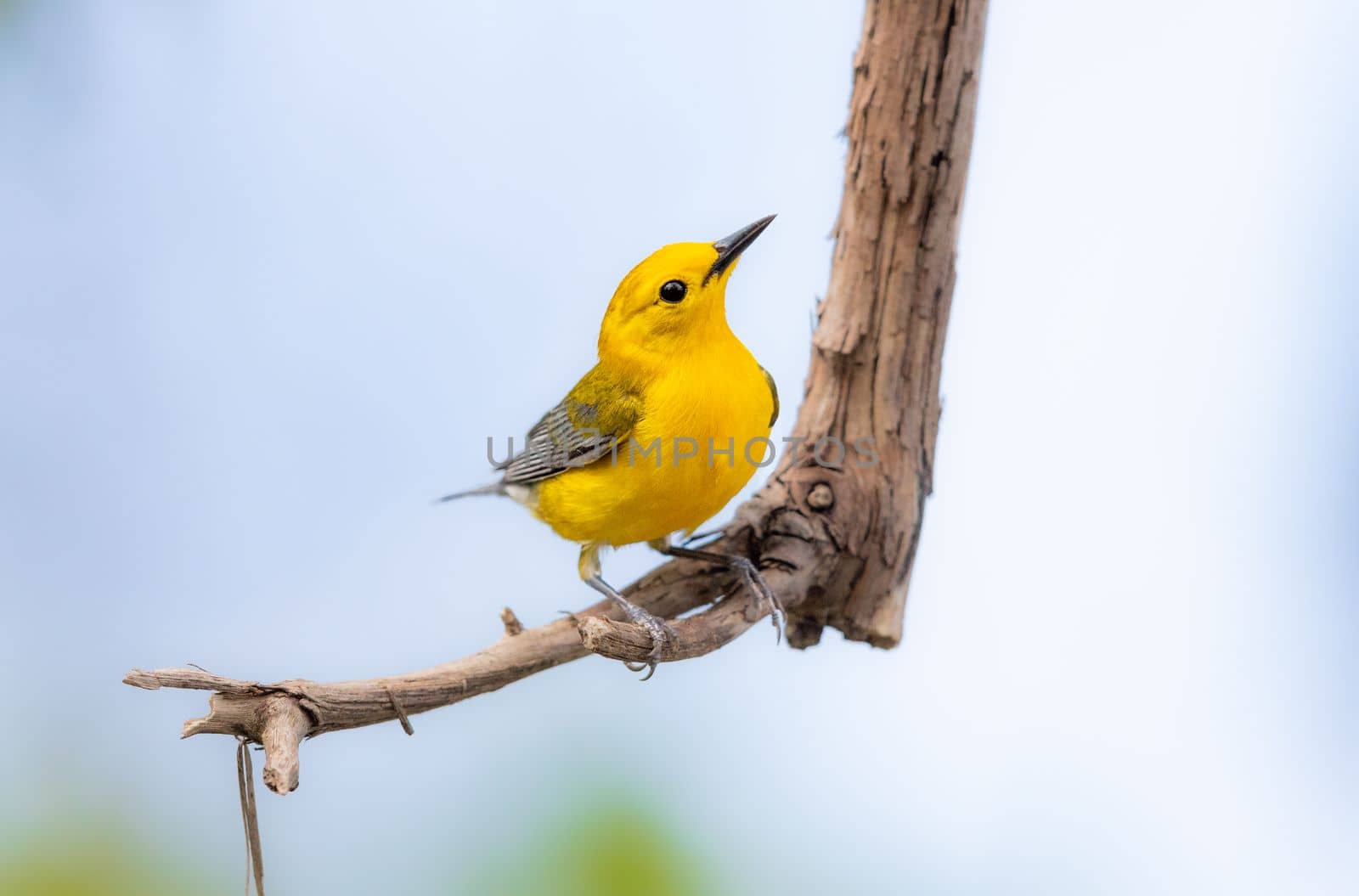 Prothonotary Warbler perched on a tree during migration season in Canada