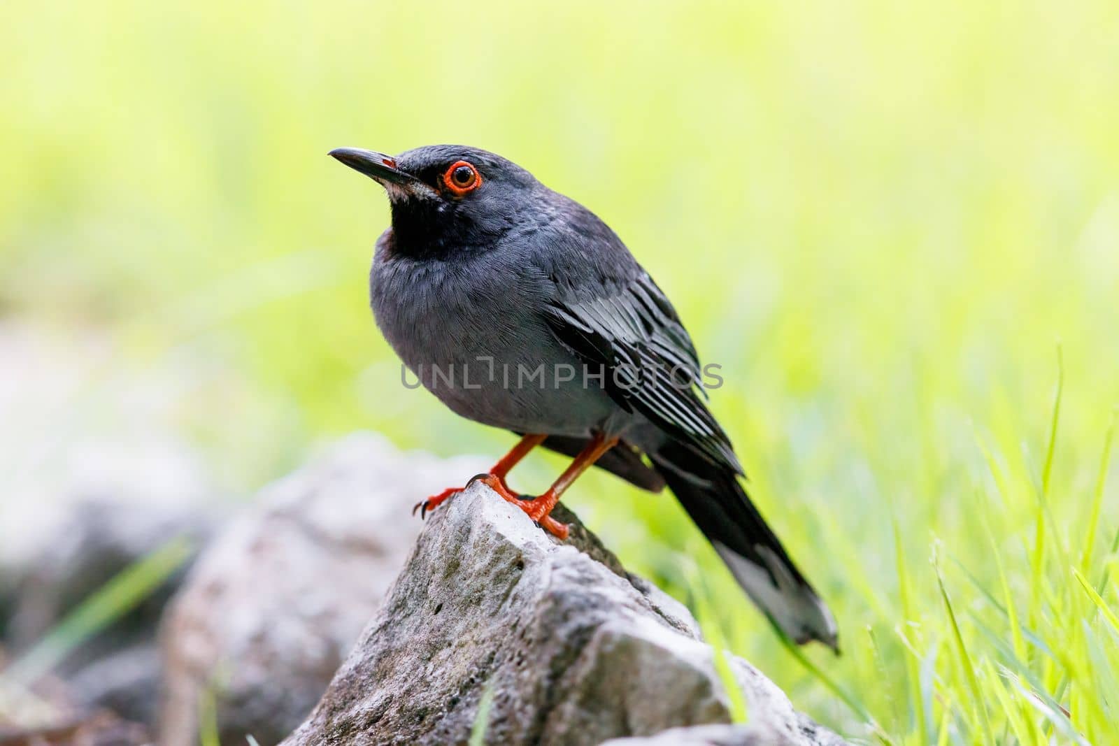 Red legged thrush perched on a rock in the Bahamas