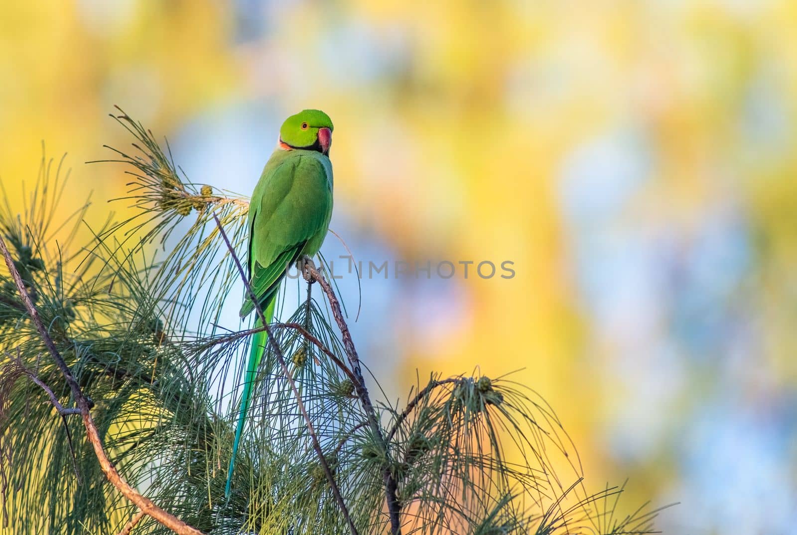 Rose ringed parakeet perched on a tree in Hawaii