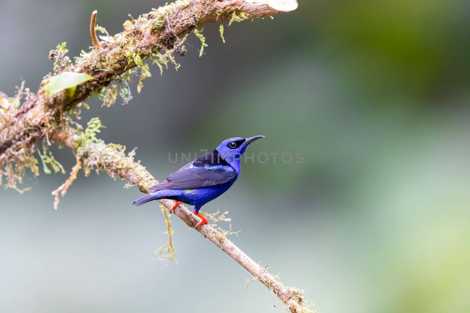 Red Legged Honeycreeper perched on a branch in Costa Rica