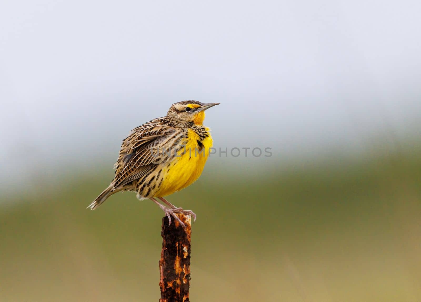 Western Meadowlark perched on a stump in Texas during a nice summer morning