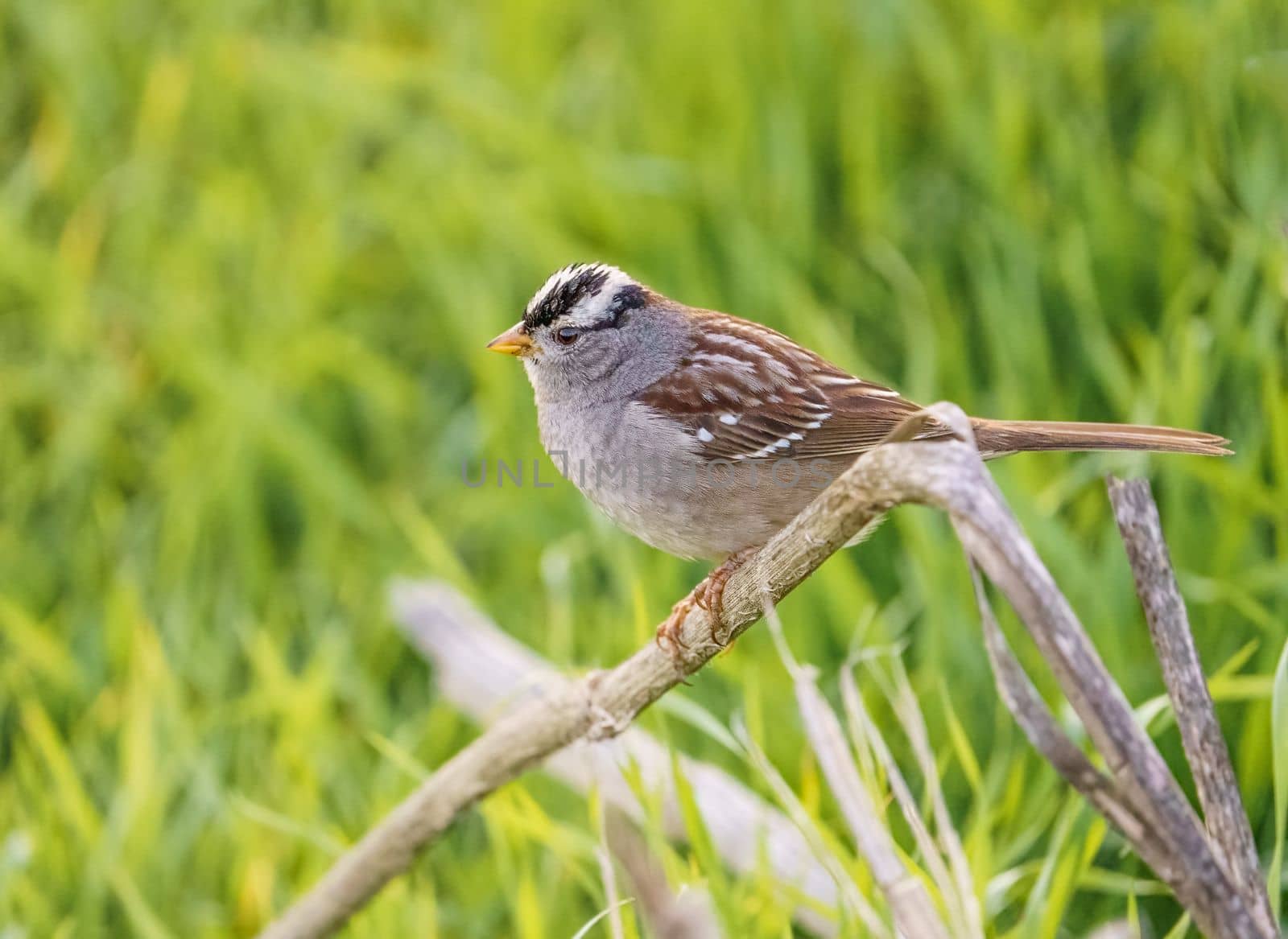 White Crowned Sparrow perched on reeds in the Bay area by Rajh_Photography