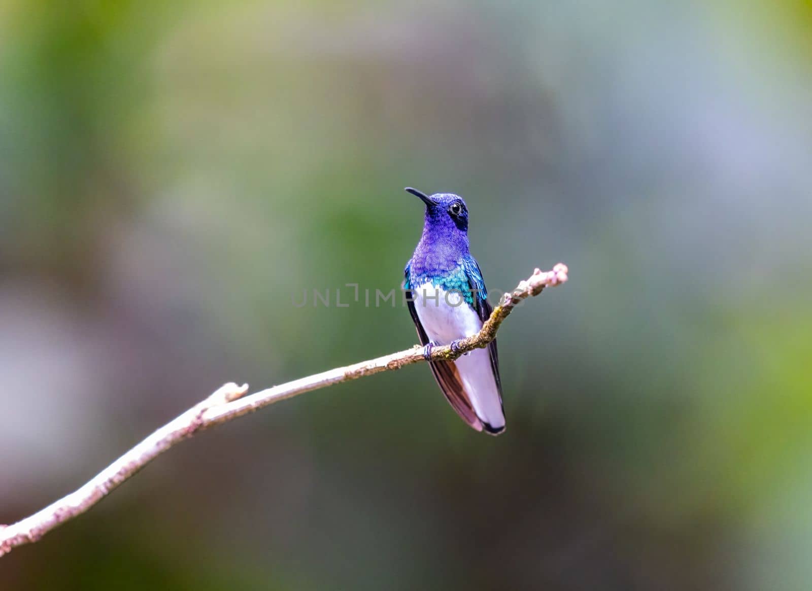White Necked Jacobin perched on a tree by Rajh_Photography