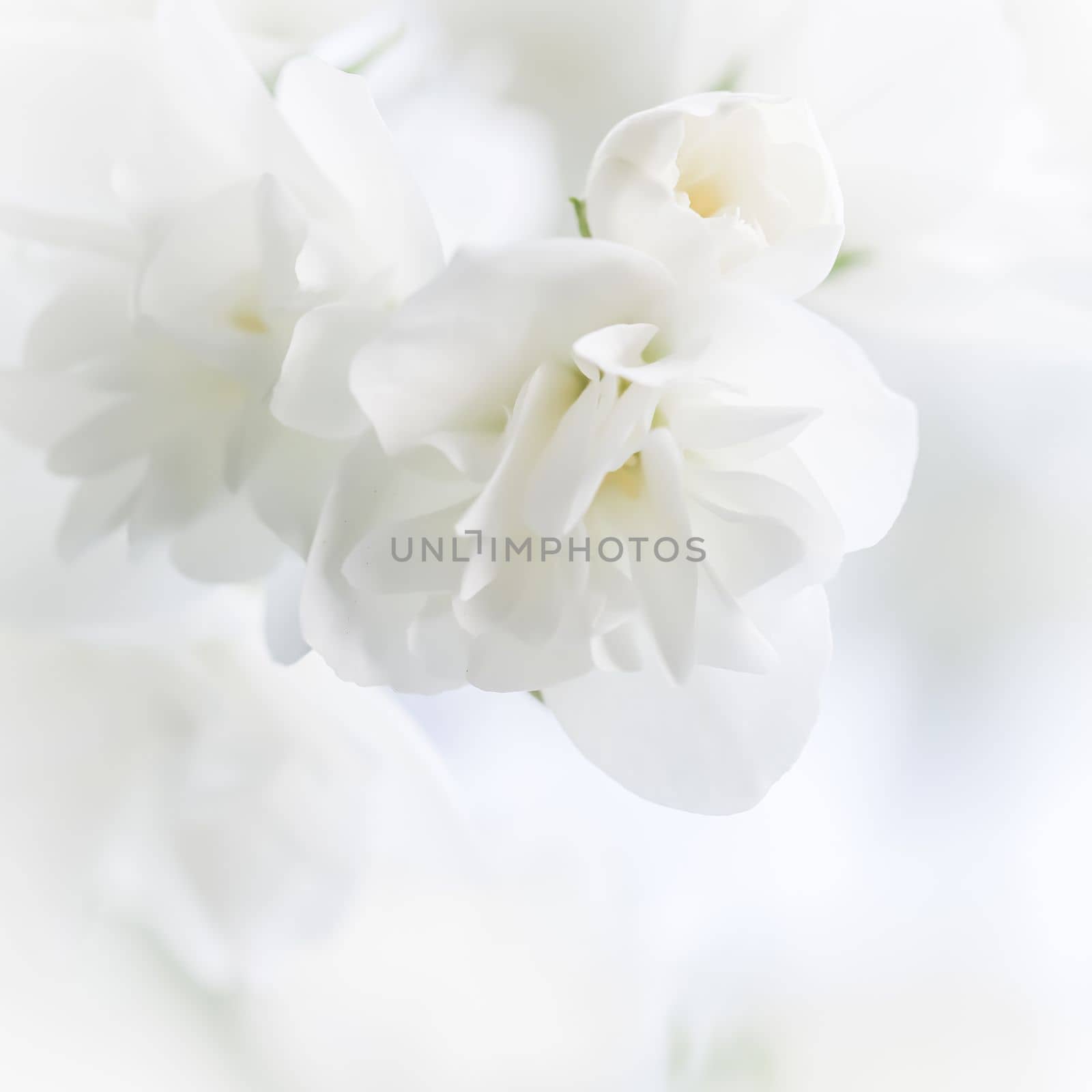 Soft focus, abstract floral background, White terry Jasmine flower petals. Macro flowers backdrop for holiday brand design