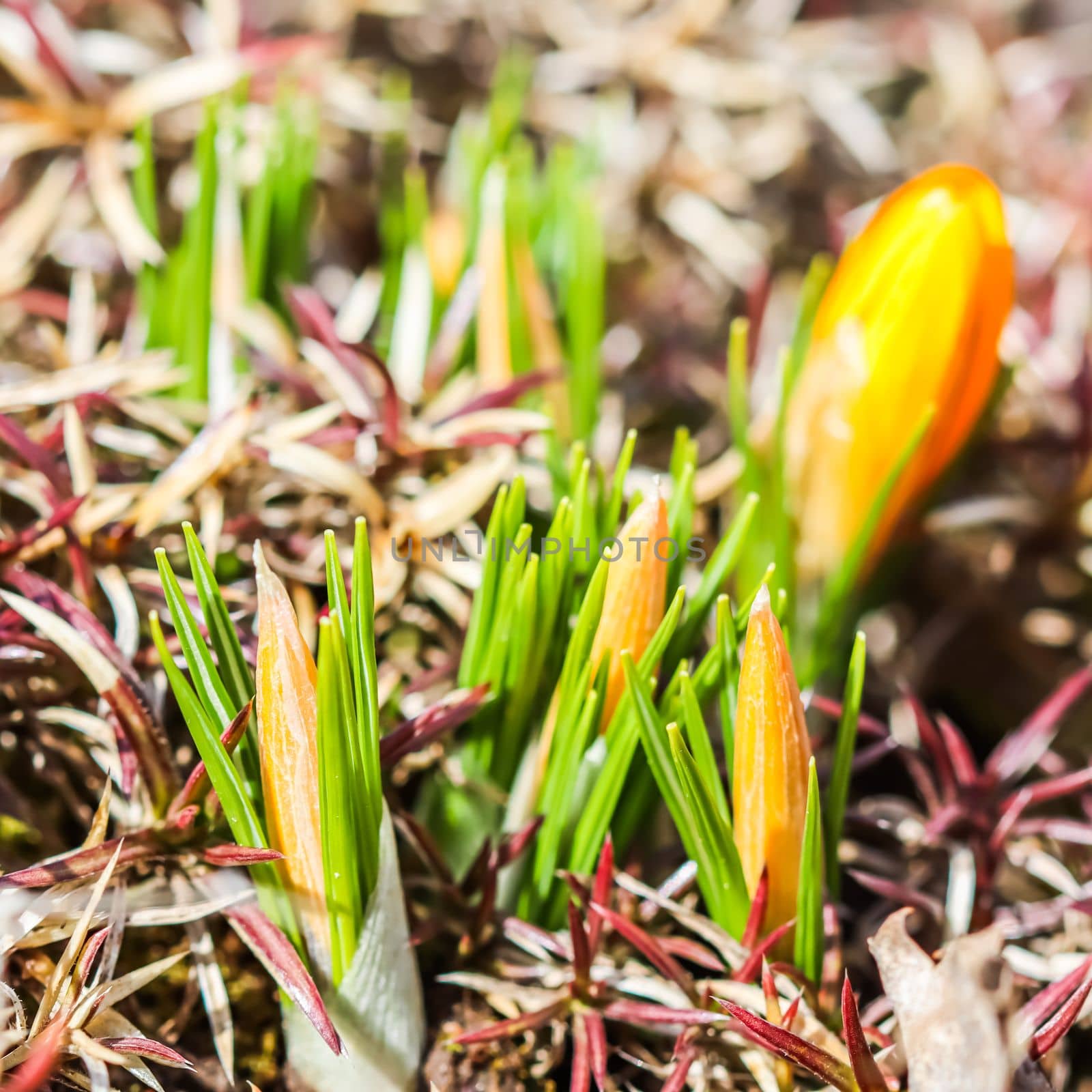 Spring is coming. First yellow crocuses in my garden on a sunny day