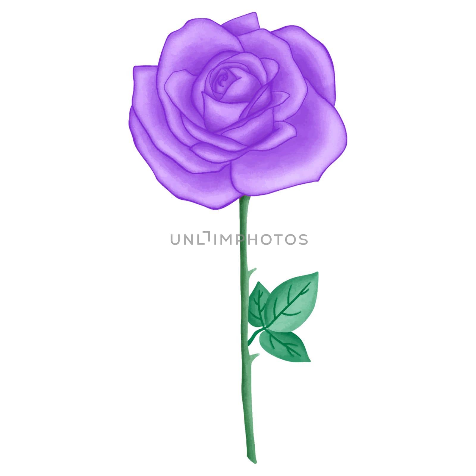 Violet Rose Flowers  Purple Rose Flowers Cute Romantic Watercolor Clipart PNG. Paris In Love collection with rose flowers bouquet for romantic design element, love art, wedding watercolor illustration. by Skyecreativestudio