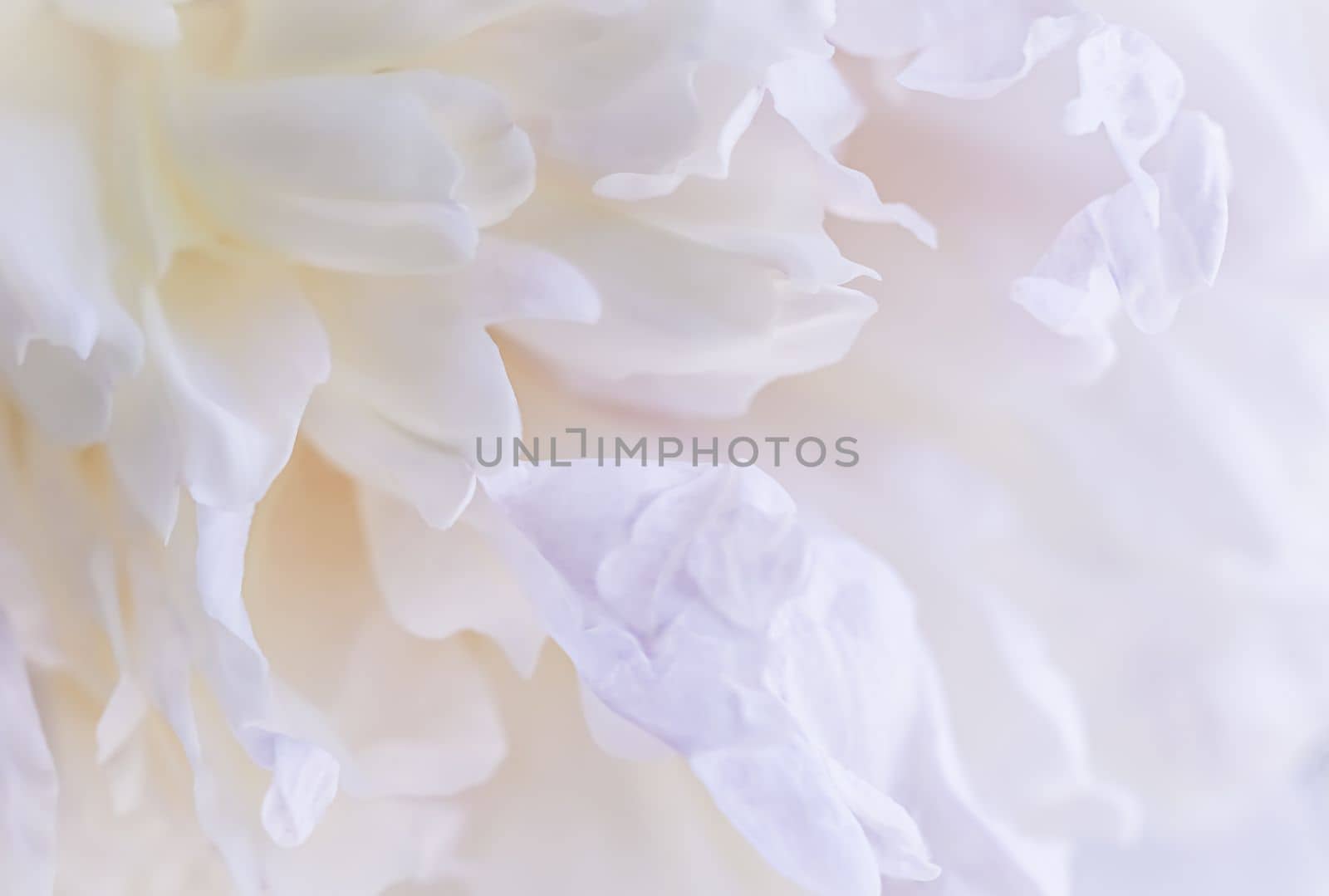 White peony flower petals. Macro flowers backdrop for holiday brand design. Soft focus, abstract floral background