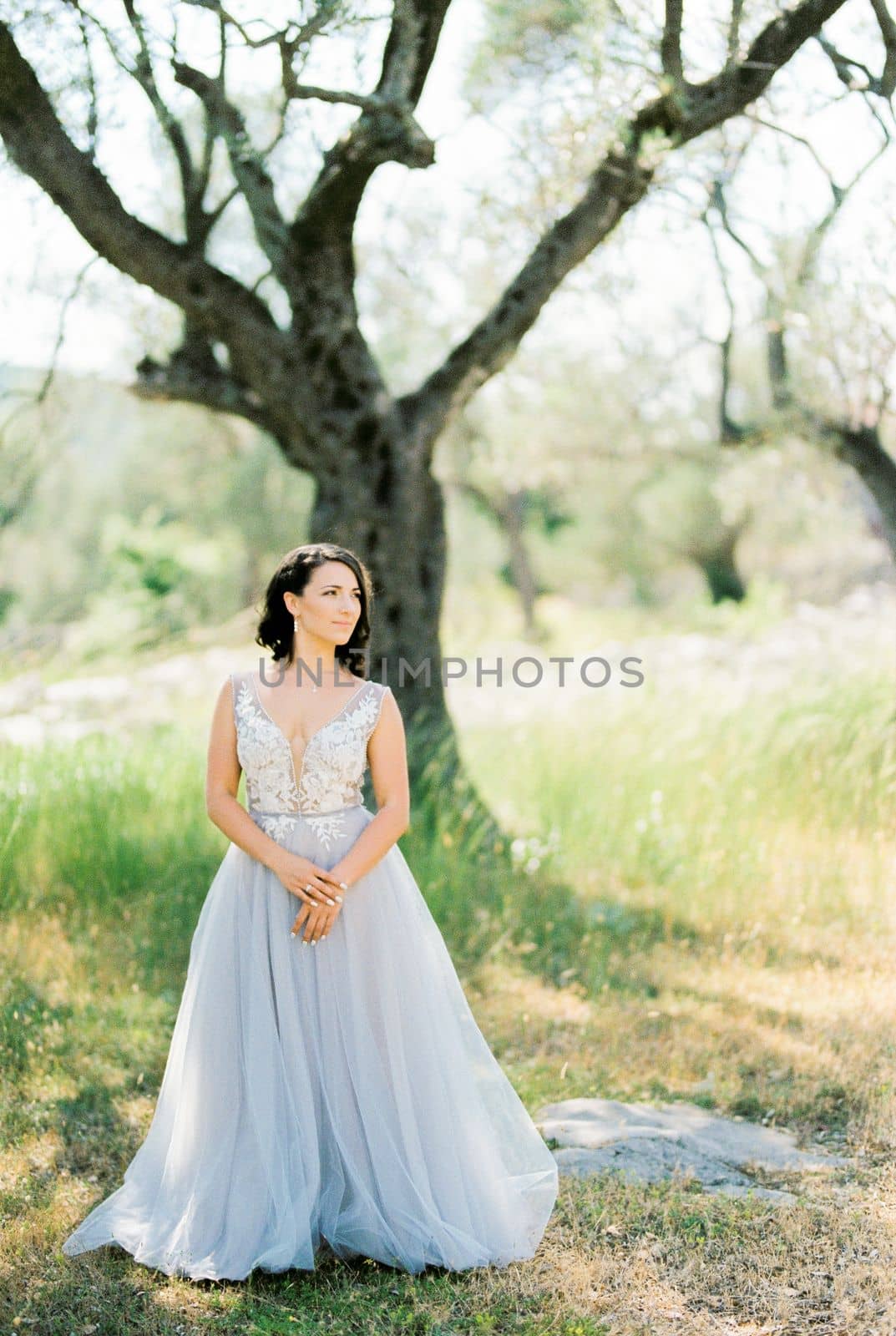 Bride stands among the trees in the olive grove. High quality photo