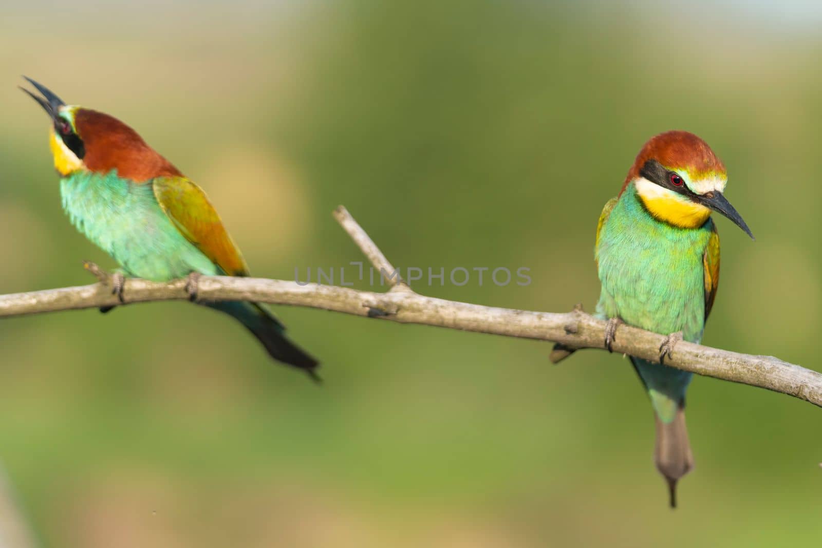 beautiful birds on the background of spring greenery, Wonderful wildlife