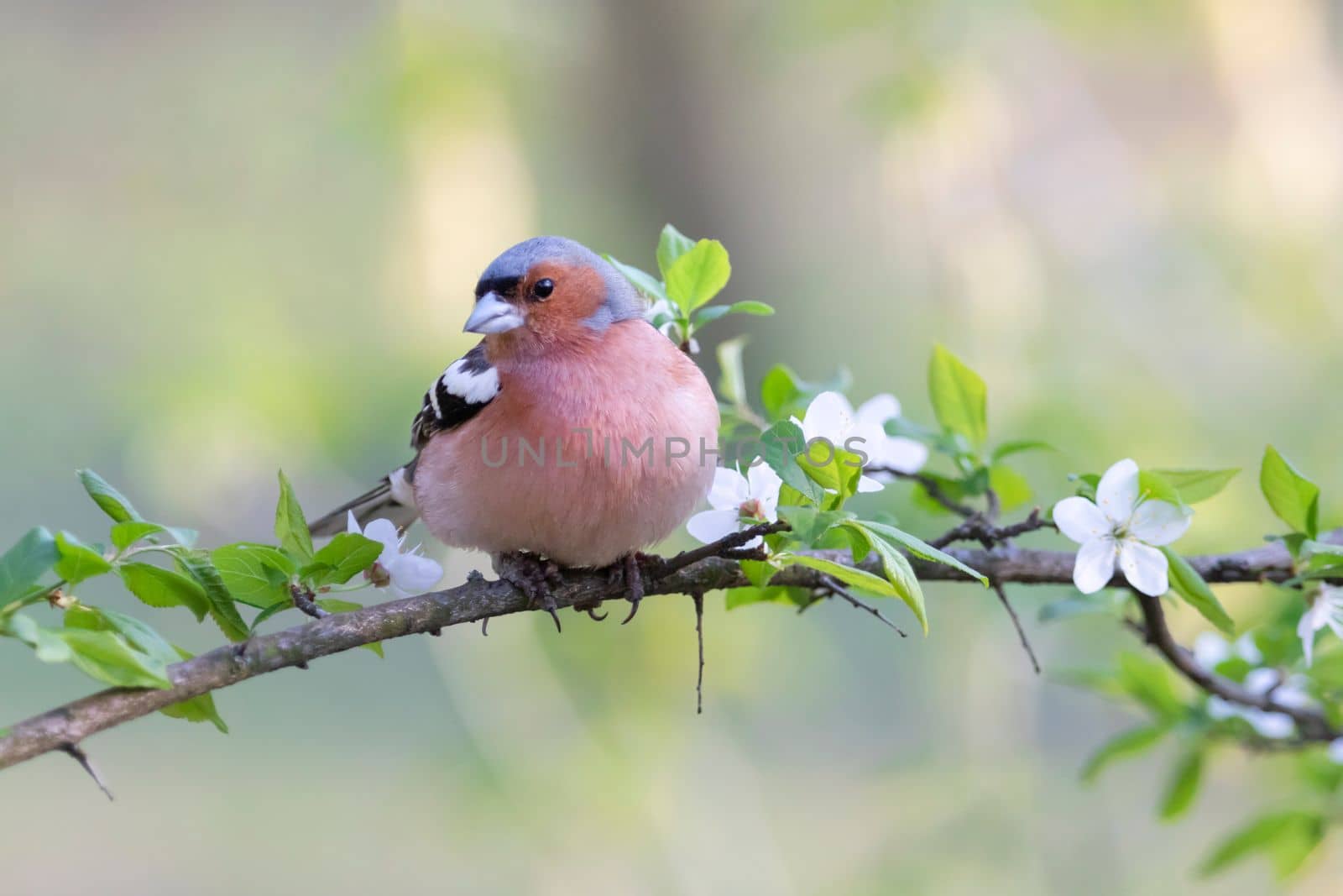 bird sitting on a flowering branch, Wonderful wildlife