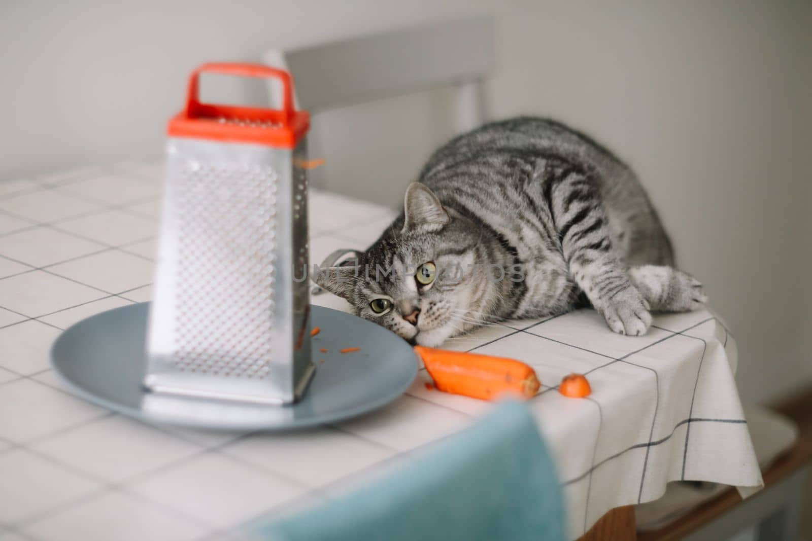 A curious cat and carrot in domestic kitchen. Cat and fresh raw vegetables. Vegan healthy diet nutrition. Vegetarian owner's pet