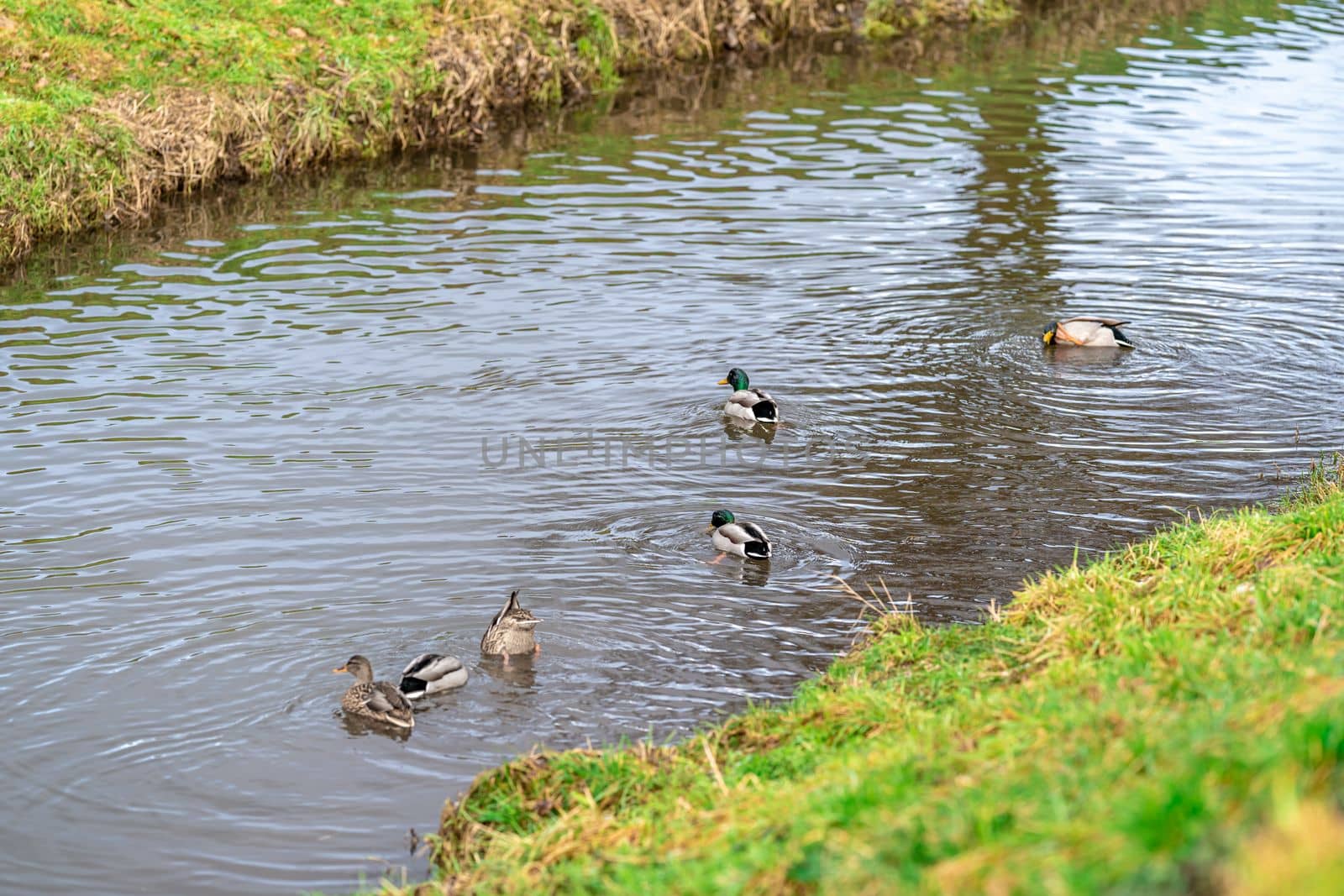 wild ducks in the river. High quality photo