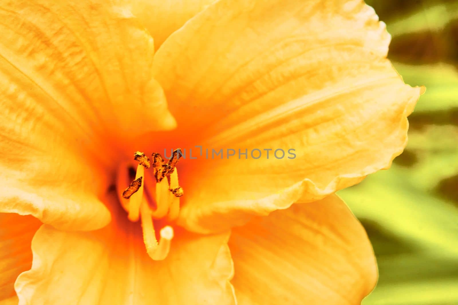 Saturated yellow warm gladiolus flower close-up in the garden by jovani68