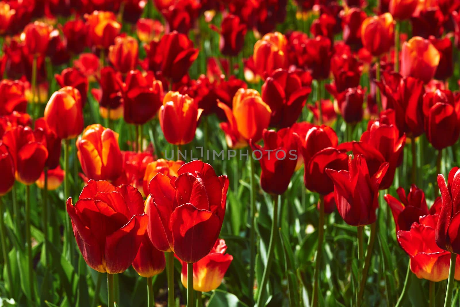 a bulbous spring-flowering plant of the lily family, with boldly colored cup shaped flowers. Green summer spring warm lawn with bright red tulips.