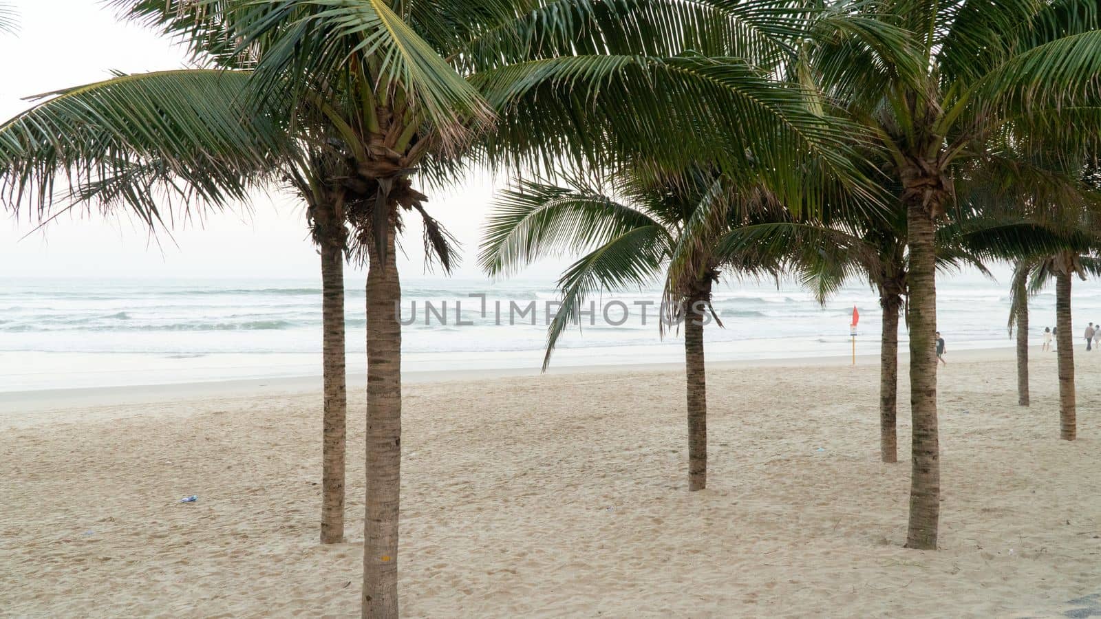 Dwarf palm trees on the white sand on the beach against the backdrop of the sea by voktybre