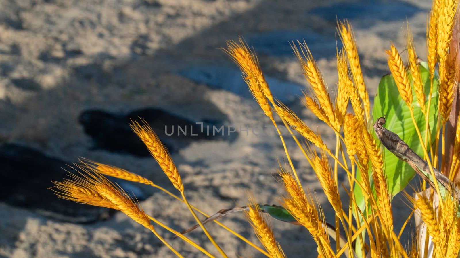 Spikelets of wheat in the rays of the sun background. High quality photo
