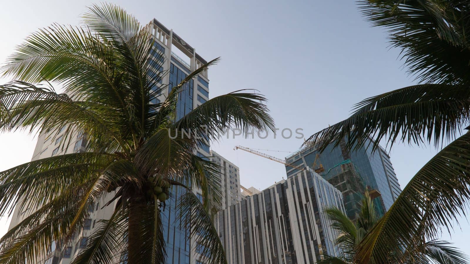 Skyscrapers and palm trees, metropolis, urban architecture. High quality photo