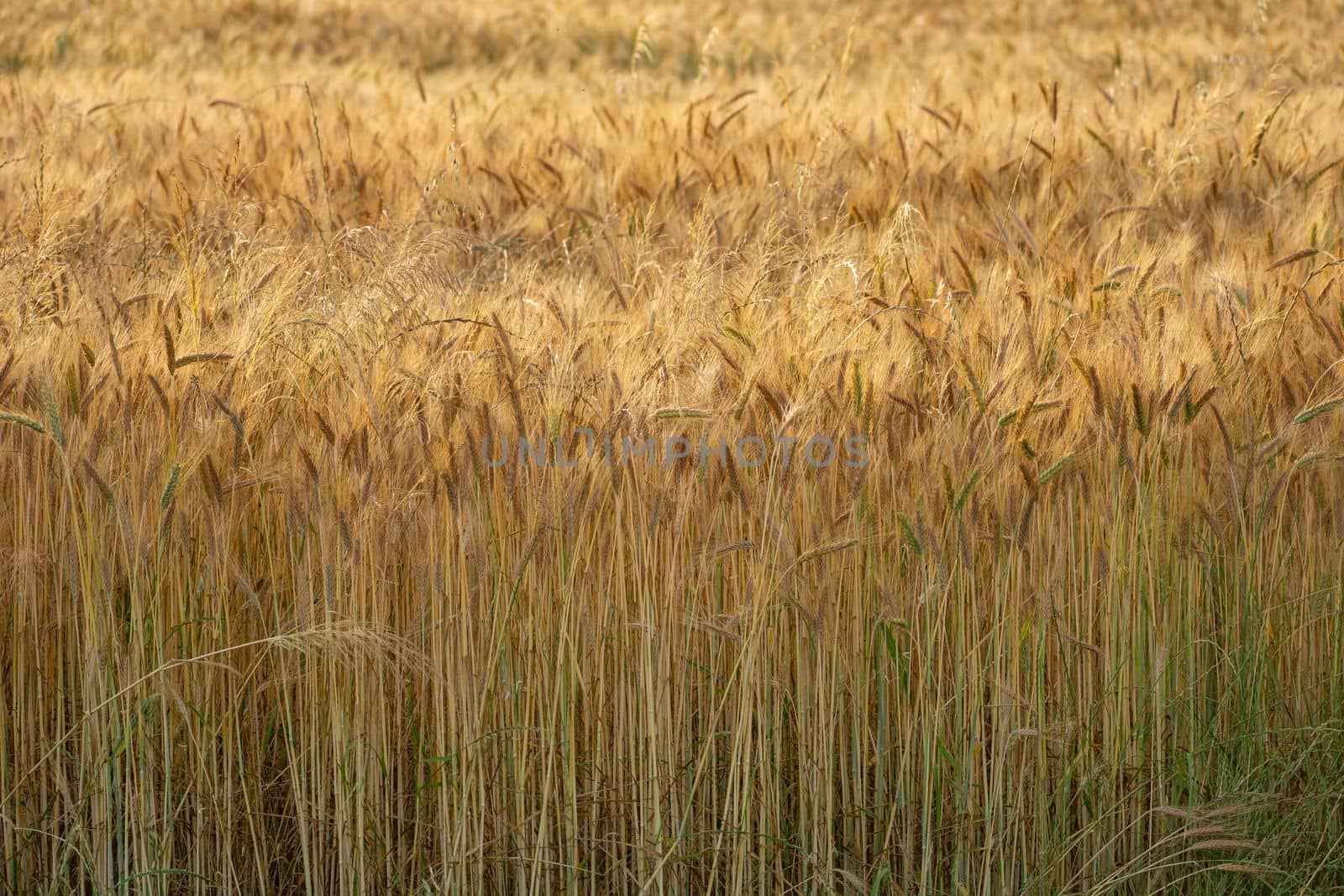 Triticale grain field, view of stalks and ears without sky, eastern Poland