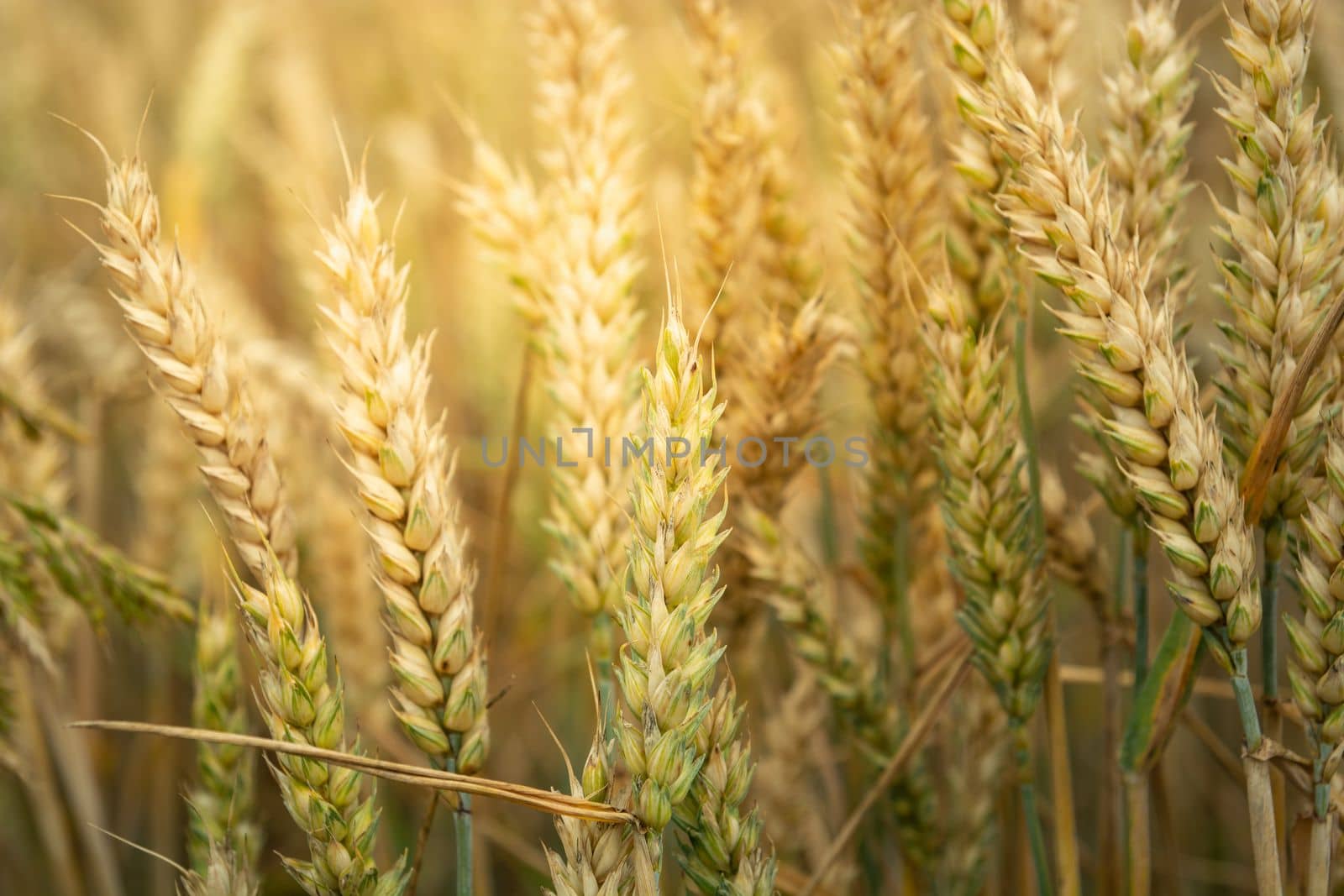 Close-up of ears of wheat grain backlit by the sun by darekb22