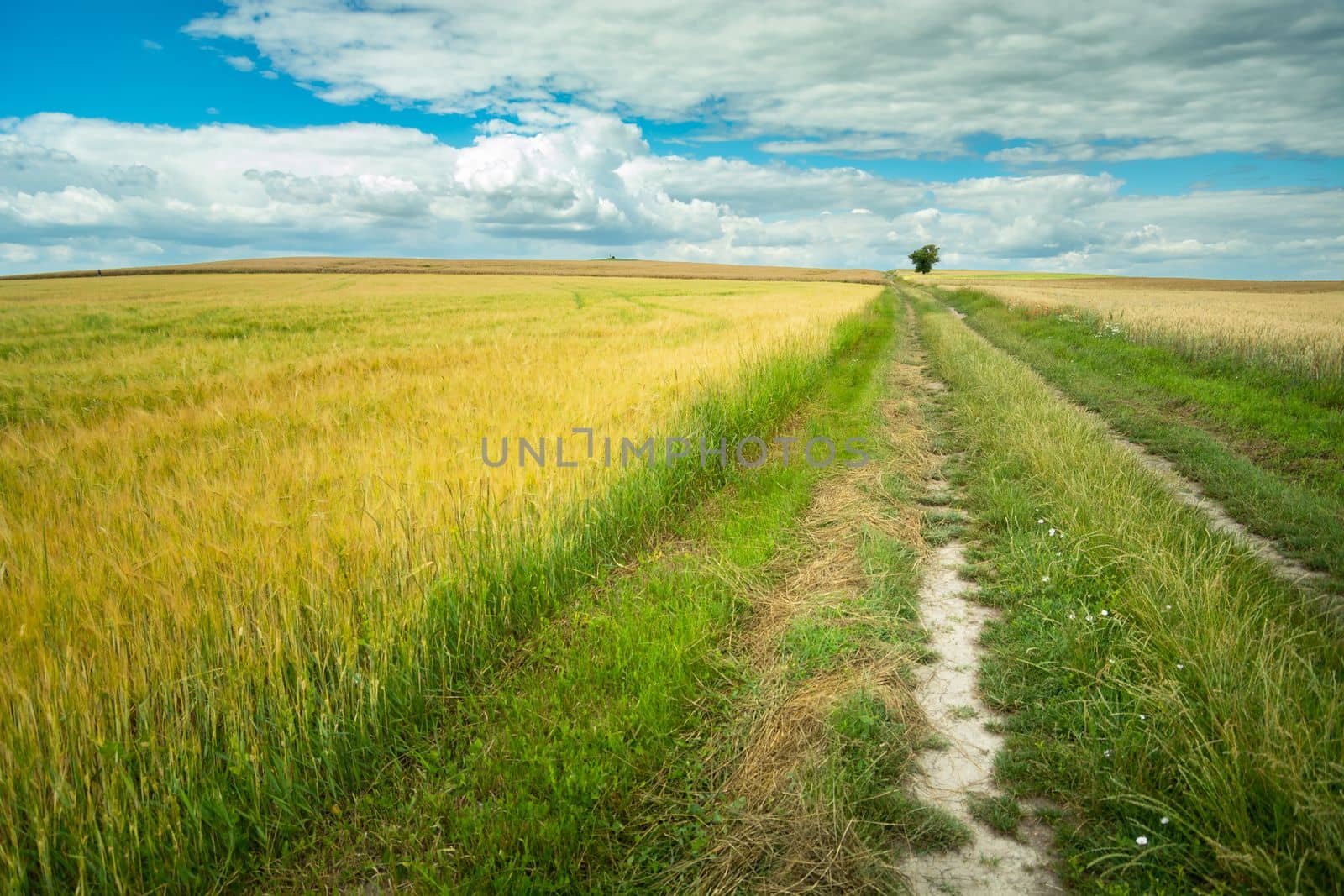 Country road through a field of barley, summer view in eastern Poland