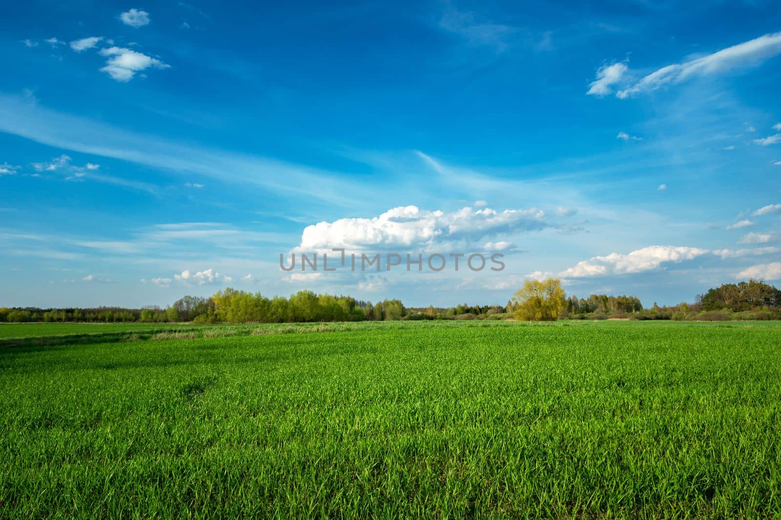 Spring green field and clouds on blue sky, Nowiny, Poland