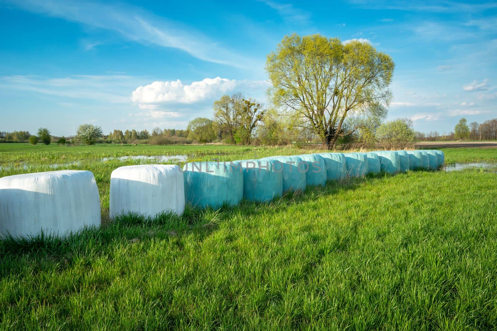 Silage bales lying on a green meadow, sunny eastern Poland