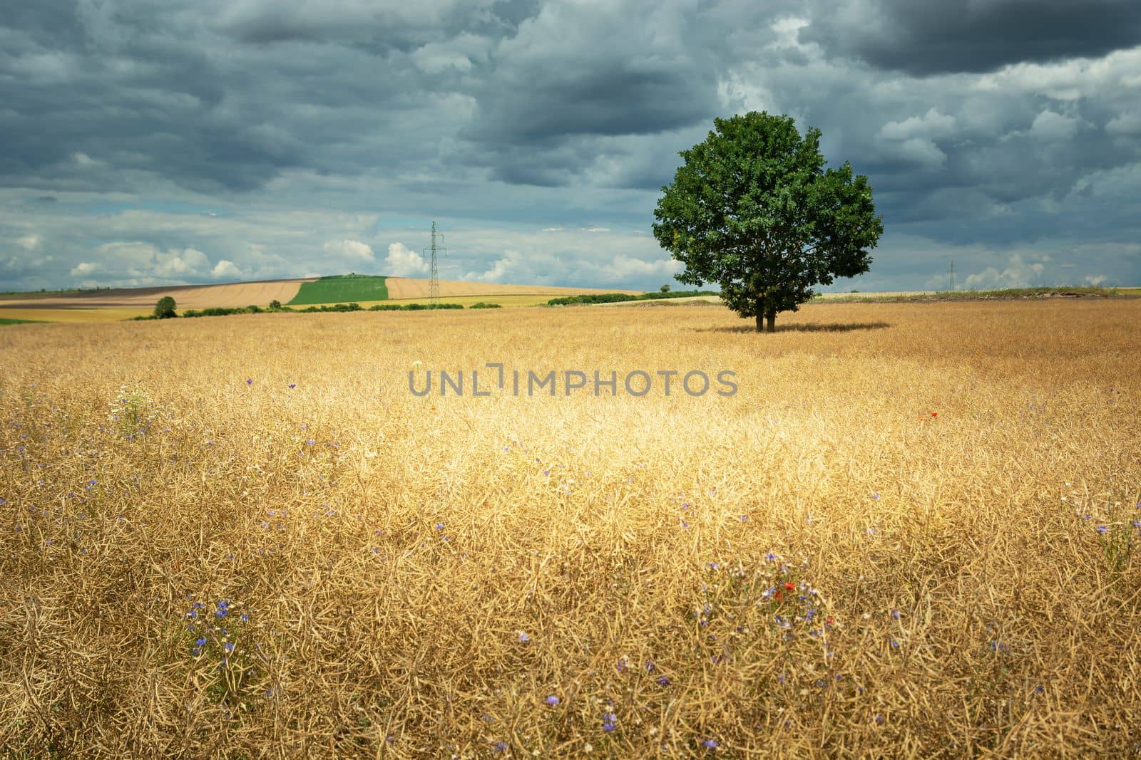 Golden rapeseed field with tree and cloudy sky by darekb22