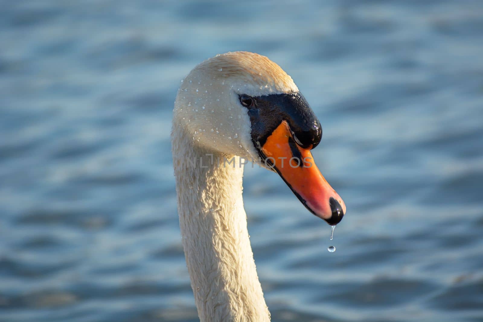 Head and neck of a white mute swan by darekb22